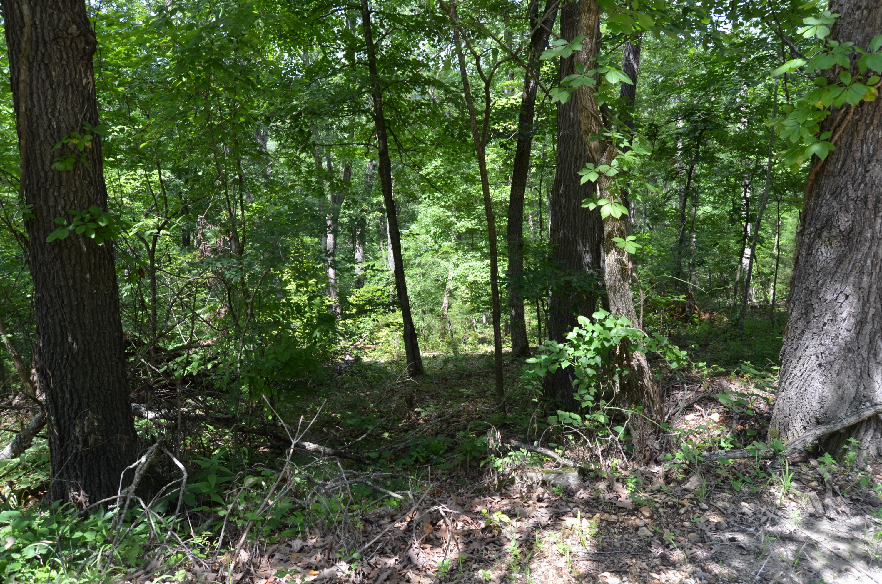 10 Acres Ice Box Cove Lane Property Photo 9