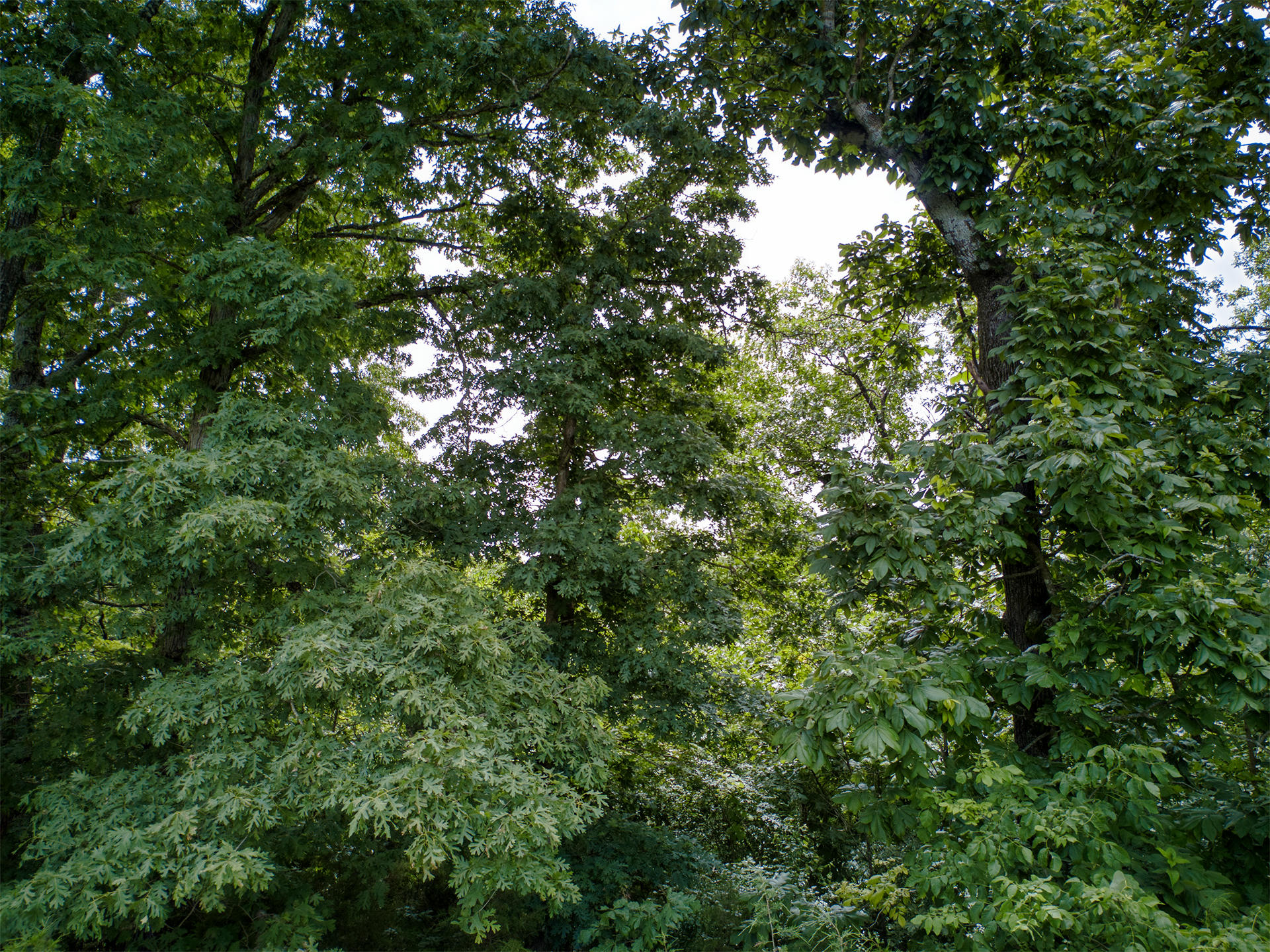 000 Fox Hollow Dr/lot 87 Property Photo 11