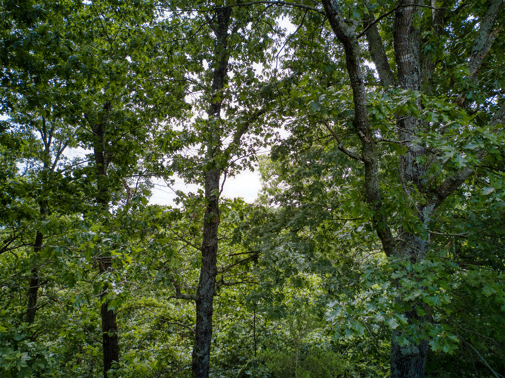 000 Fox Hollow Dr/lot 86 Property Photo 8