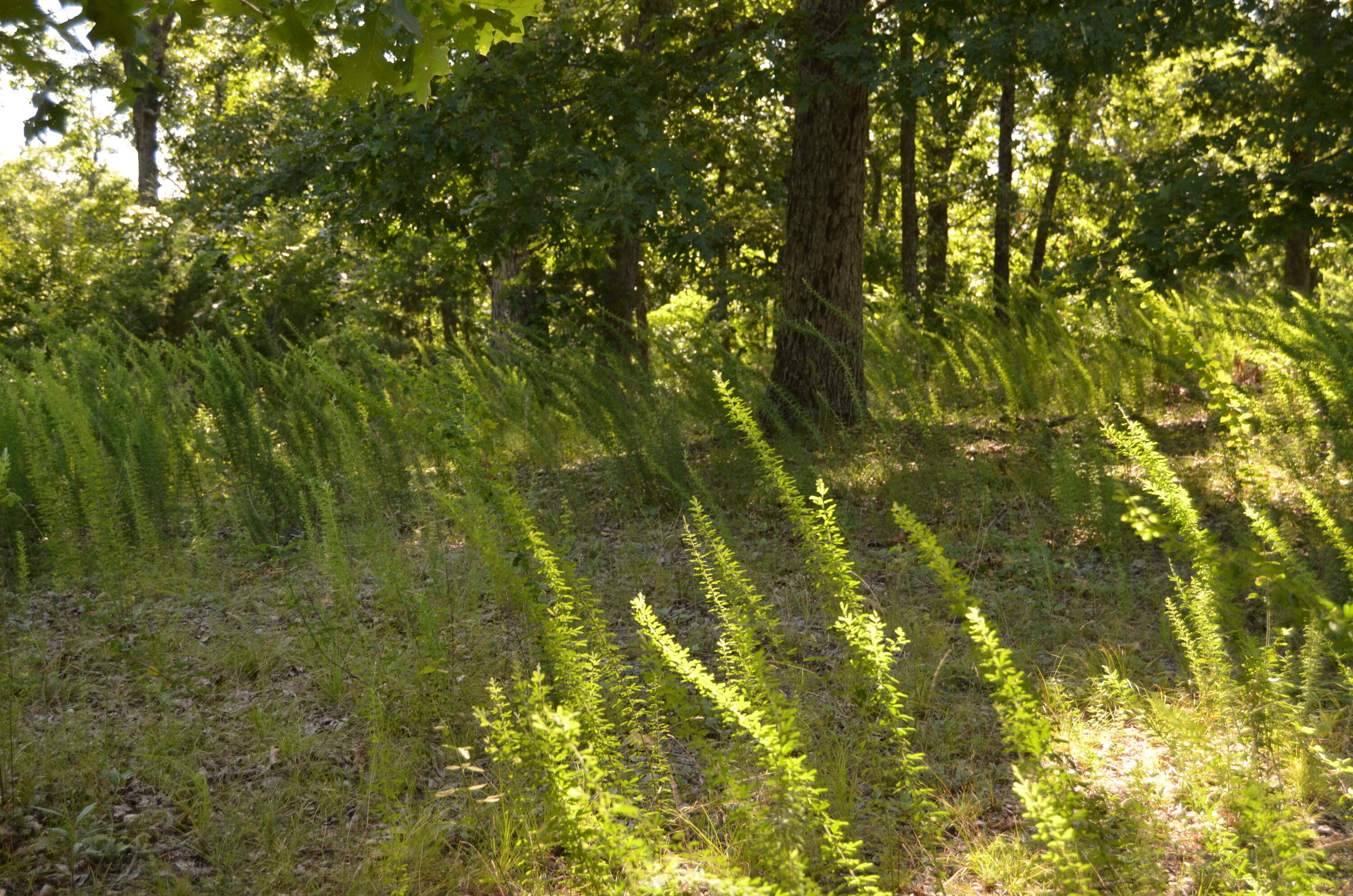 Lot 10 Cliffside Drive Property Photo 6