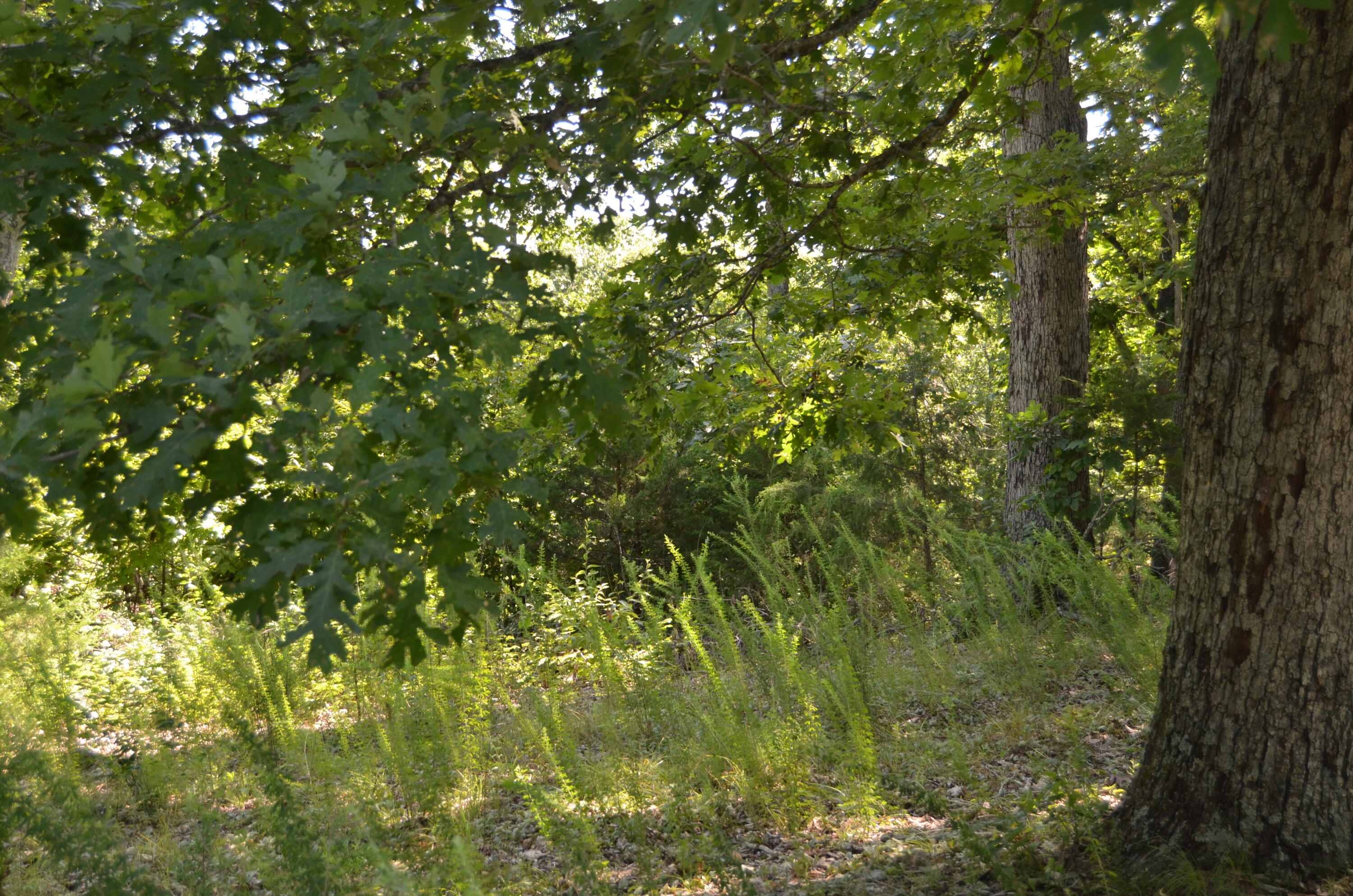 Lot 10 Cliffside Drive Property Photo 7