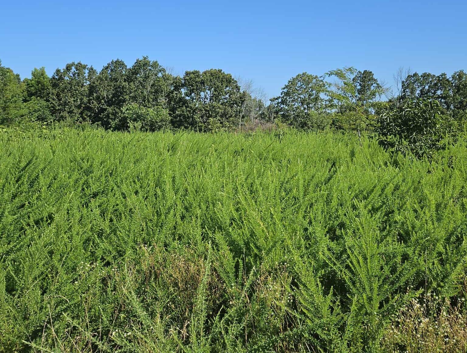 000 Tiki Trail Lots 3 & 4 Property Photo 5
