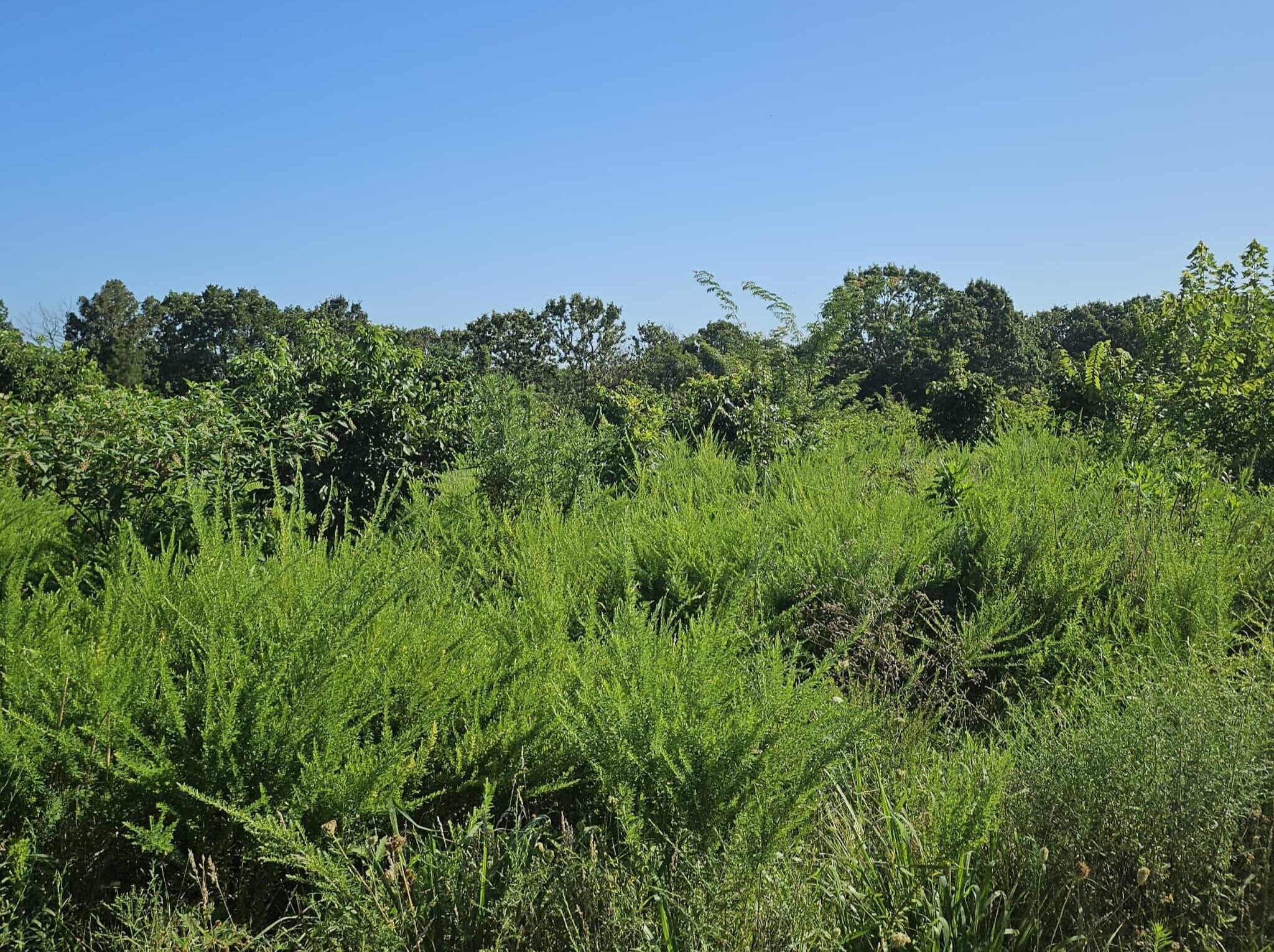 000 Tiki Trail Lots 3 & 4 Property Photo 10