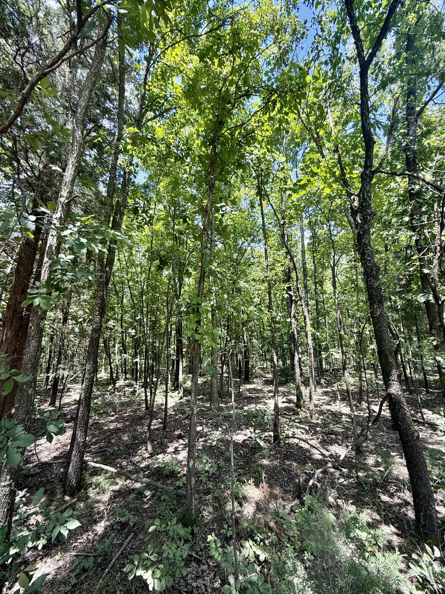 16445 County Road 6220 Property Photo 9
