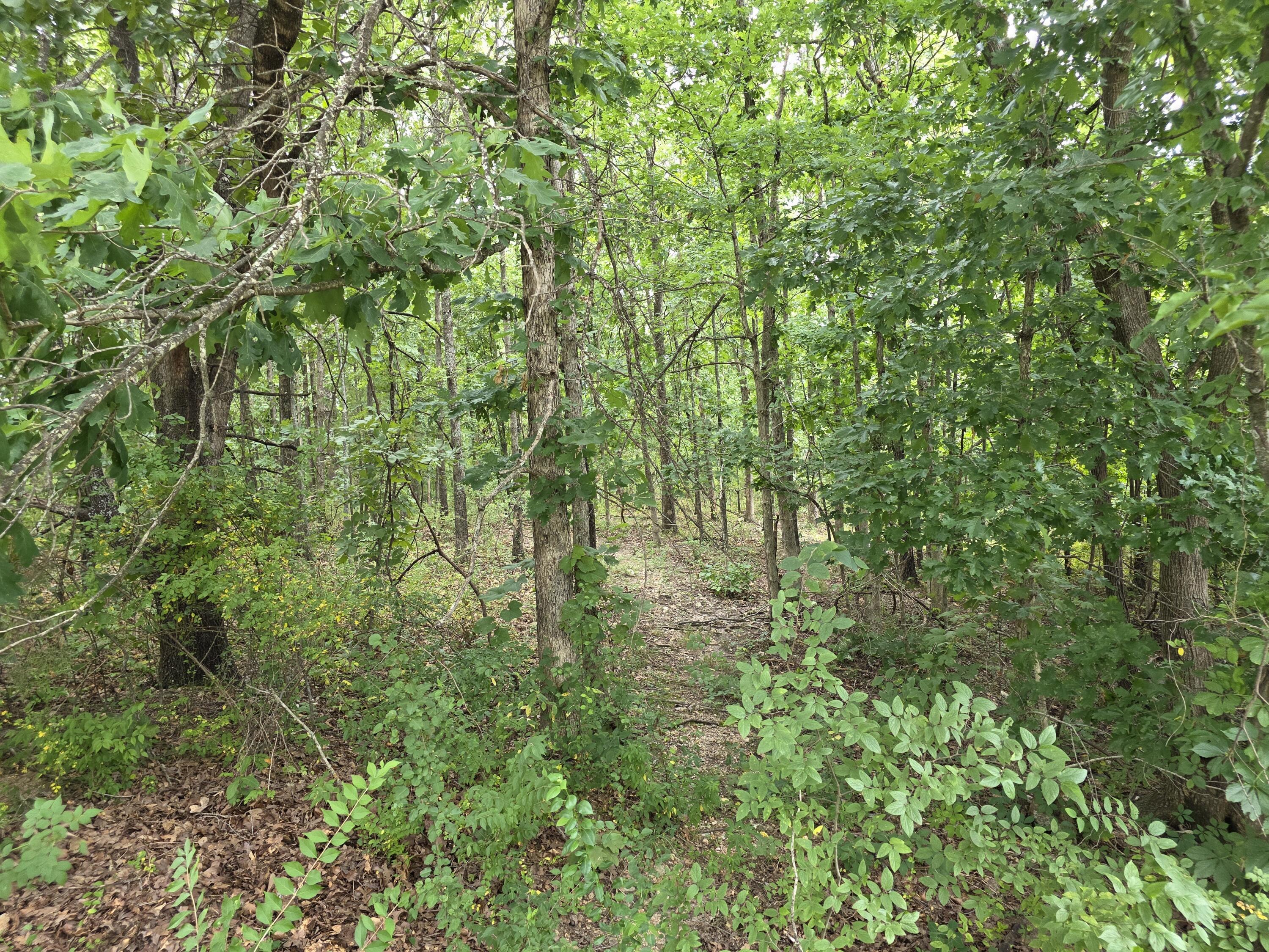 2006 Big Deer Property Photo 3
