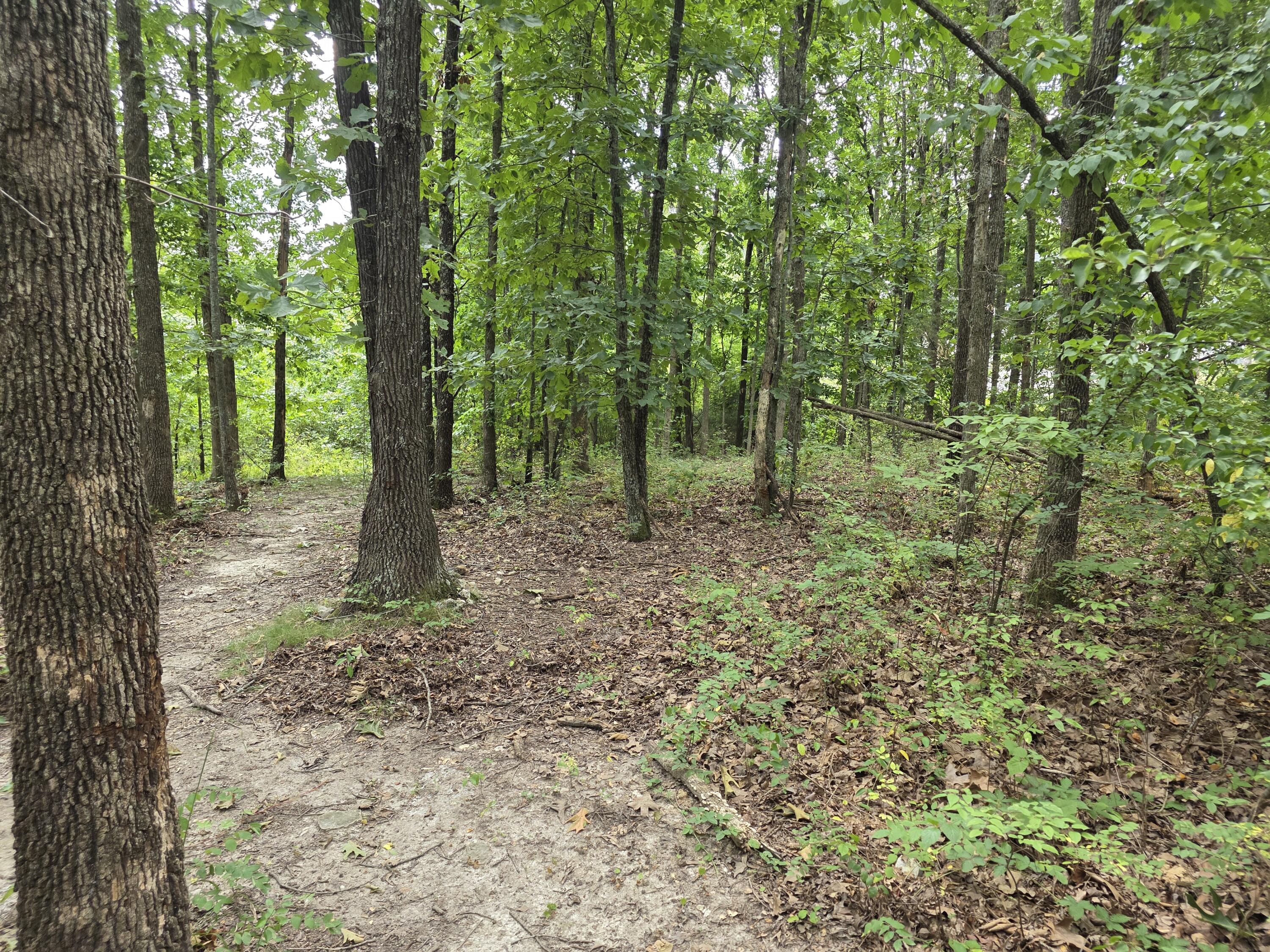 2006 Big Deer Property Photo 5