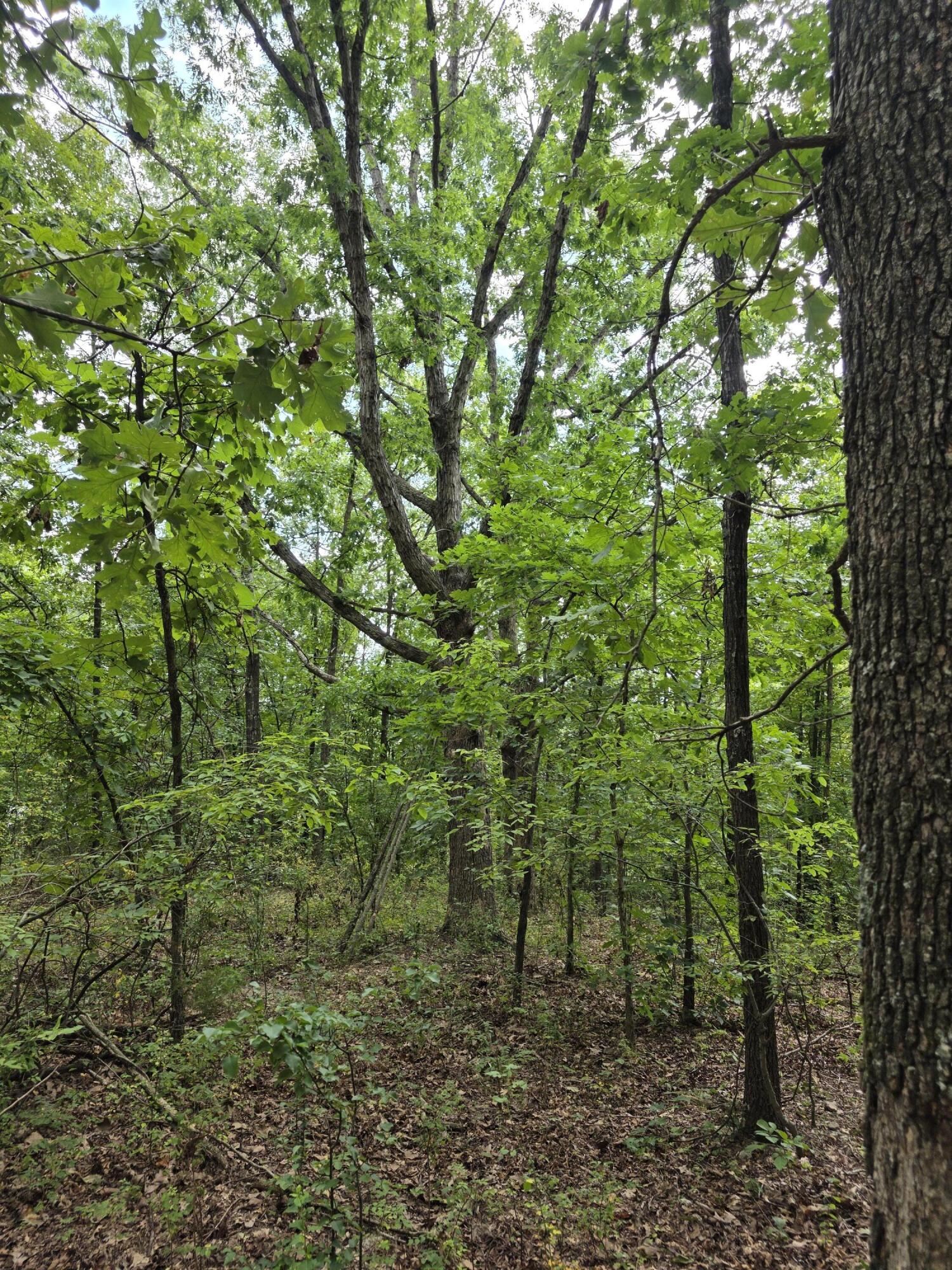 2006 Big Deer Property Photo 7