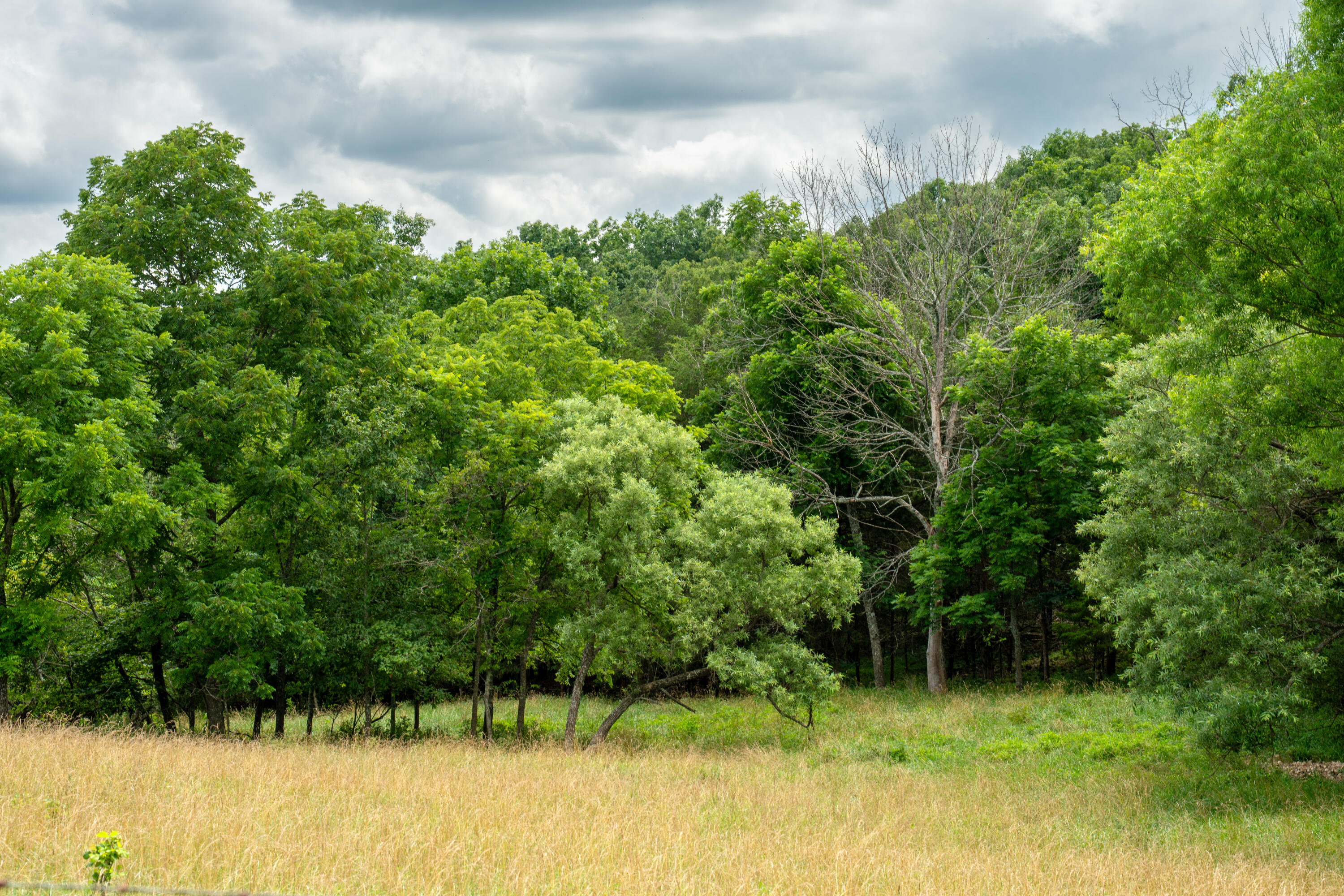 15576 State Highway 76 Property Photo 82
