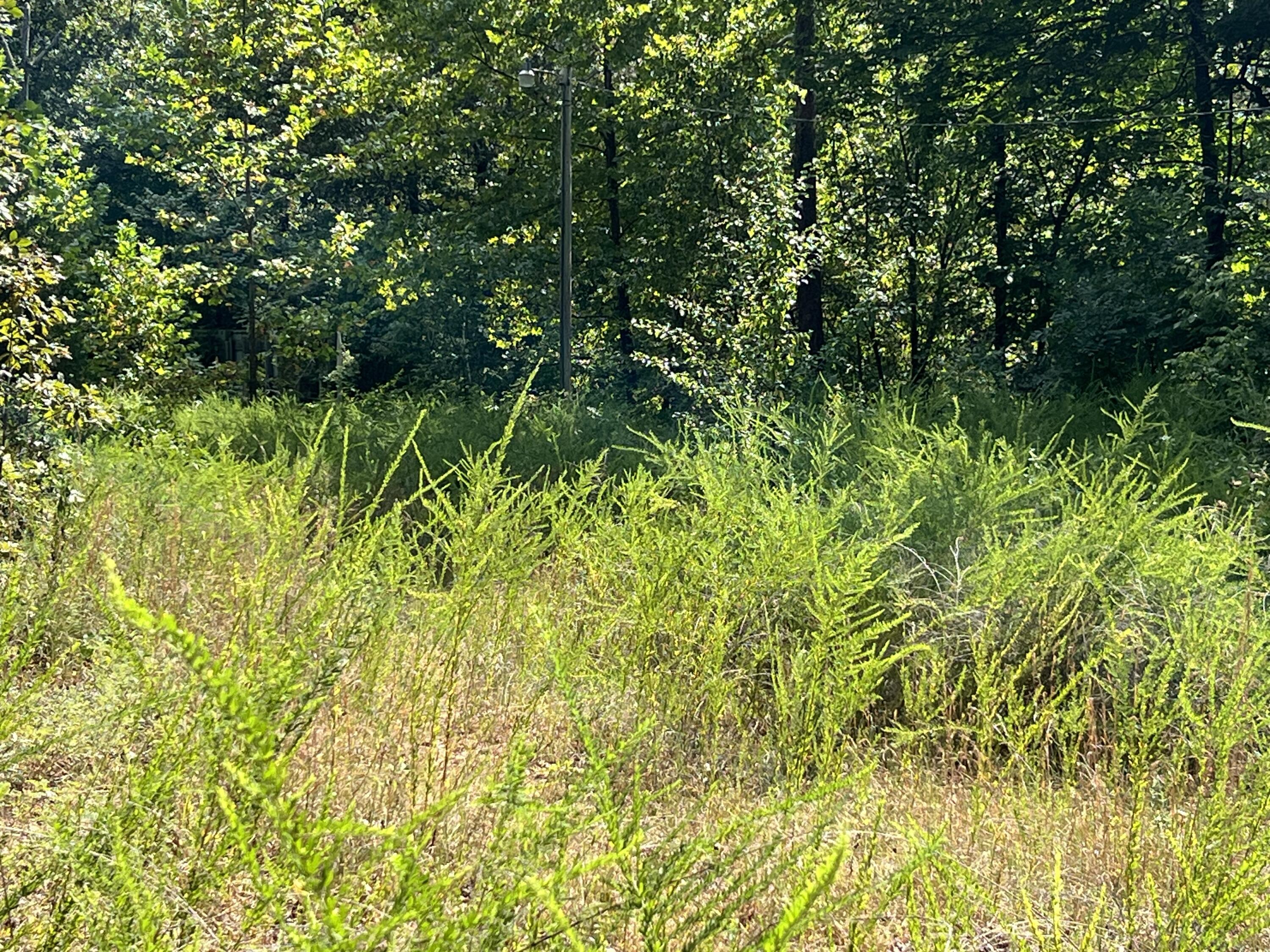 528 Black Oak Road