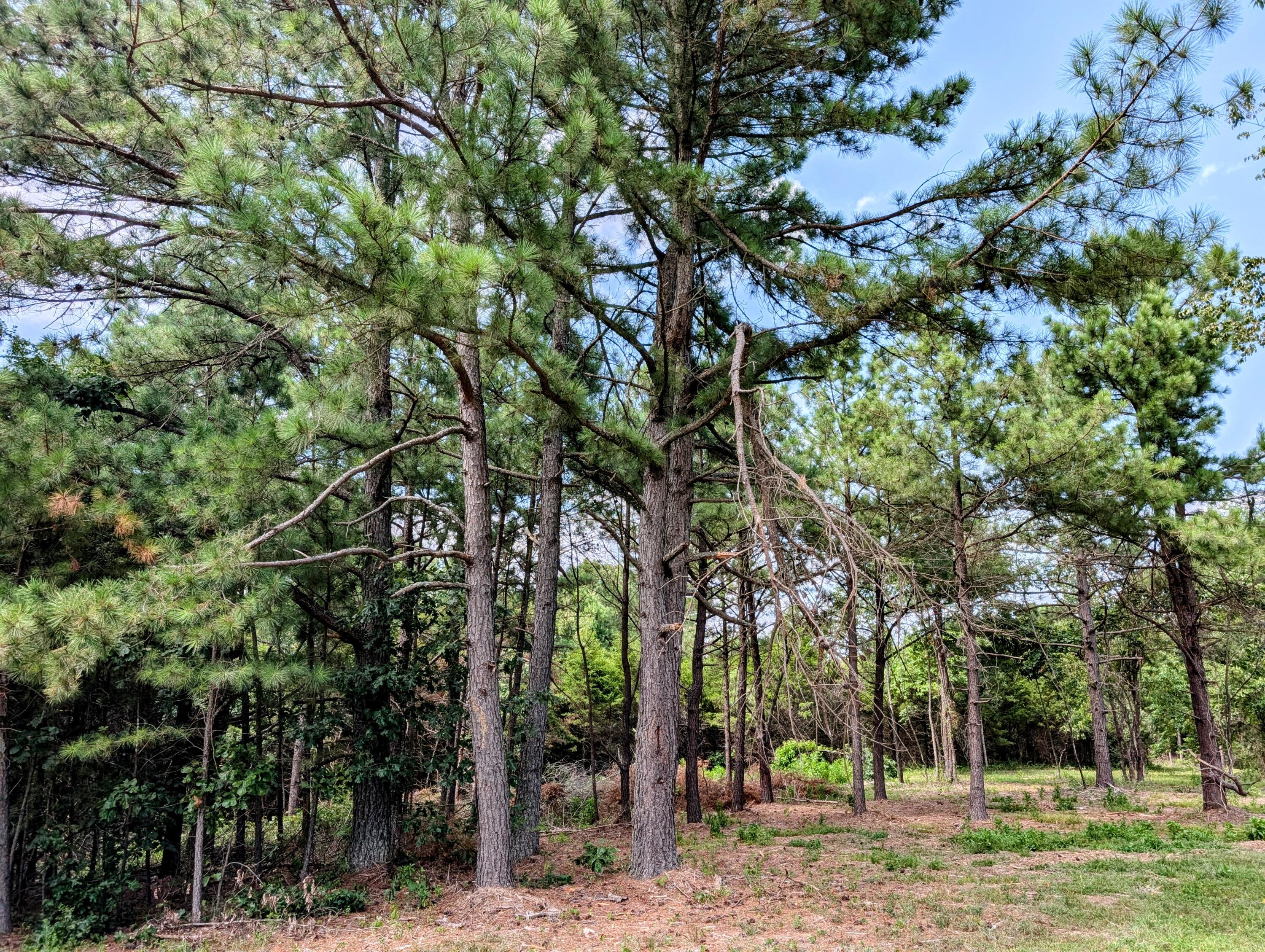 651 Emerald Road Property Photo 8