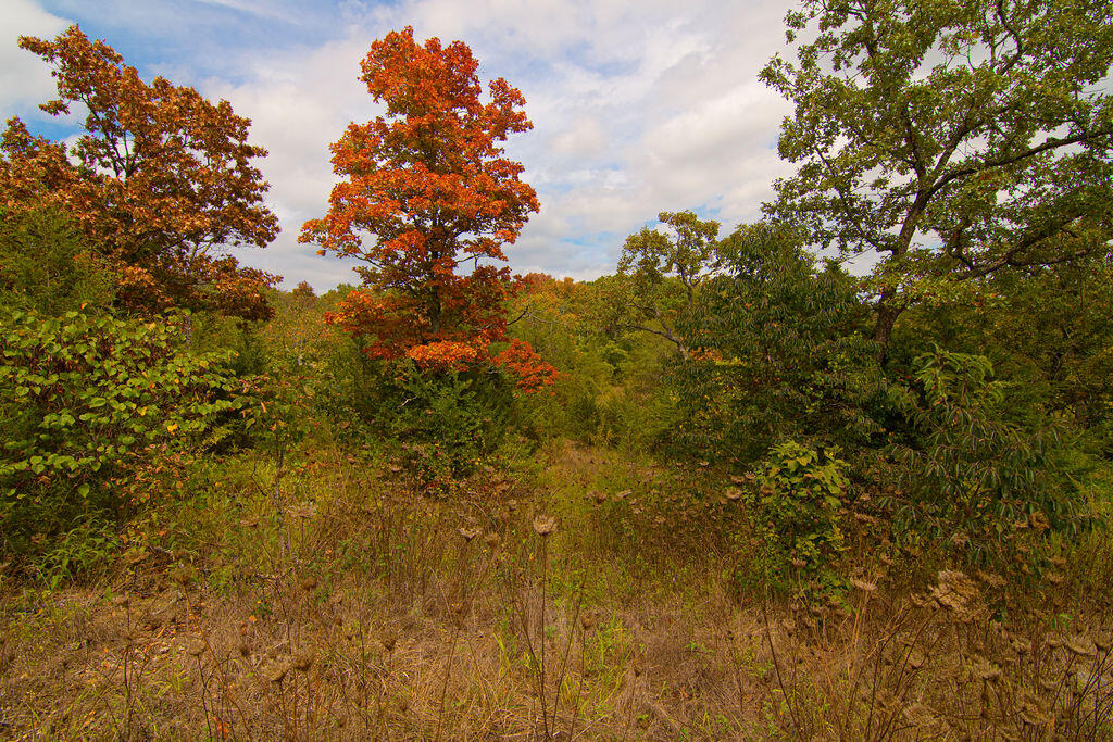 207 Black Forest Lane Property Photo 7