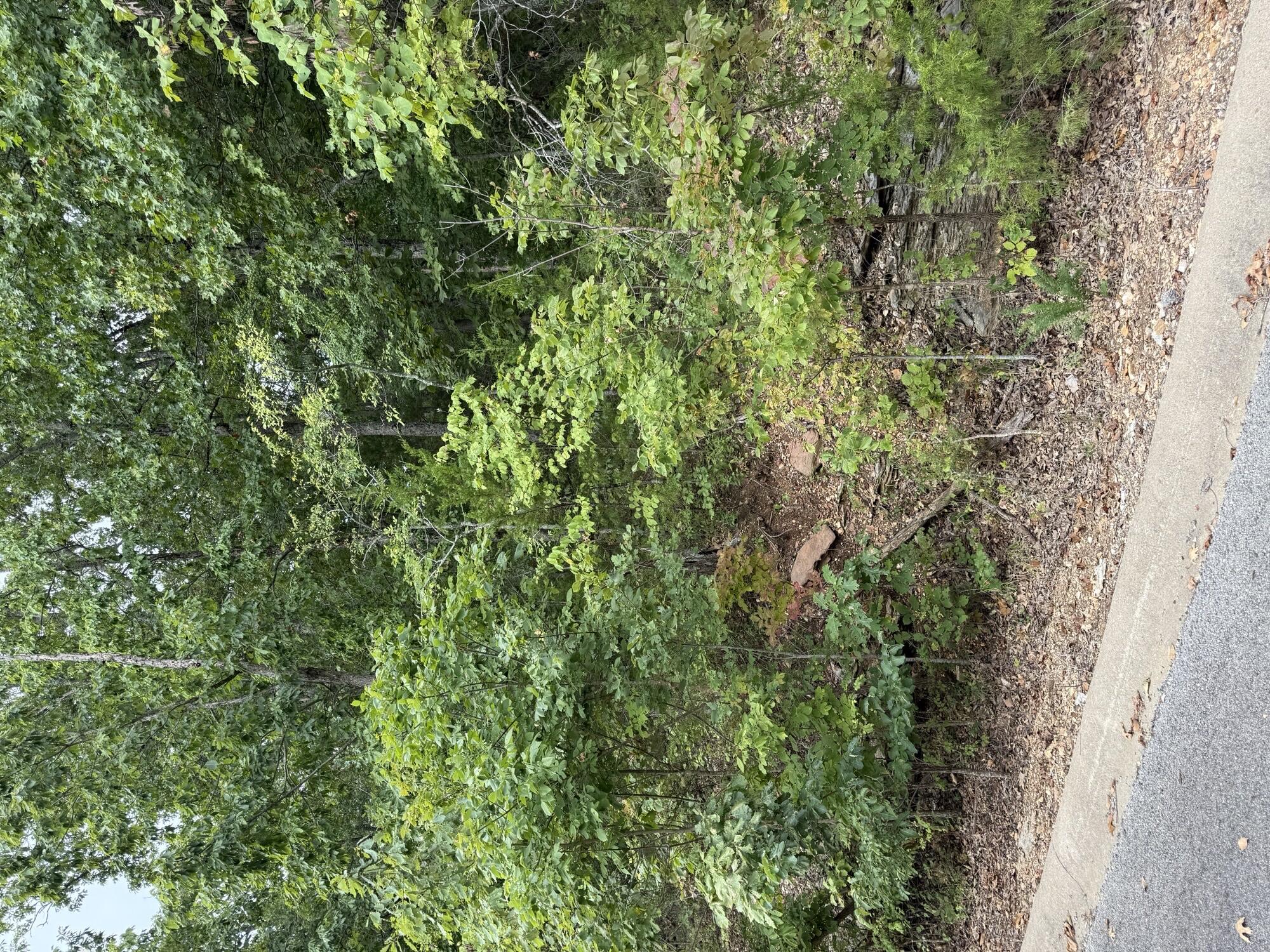 Tbd Skylee Drive Property Photo 1