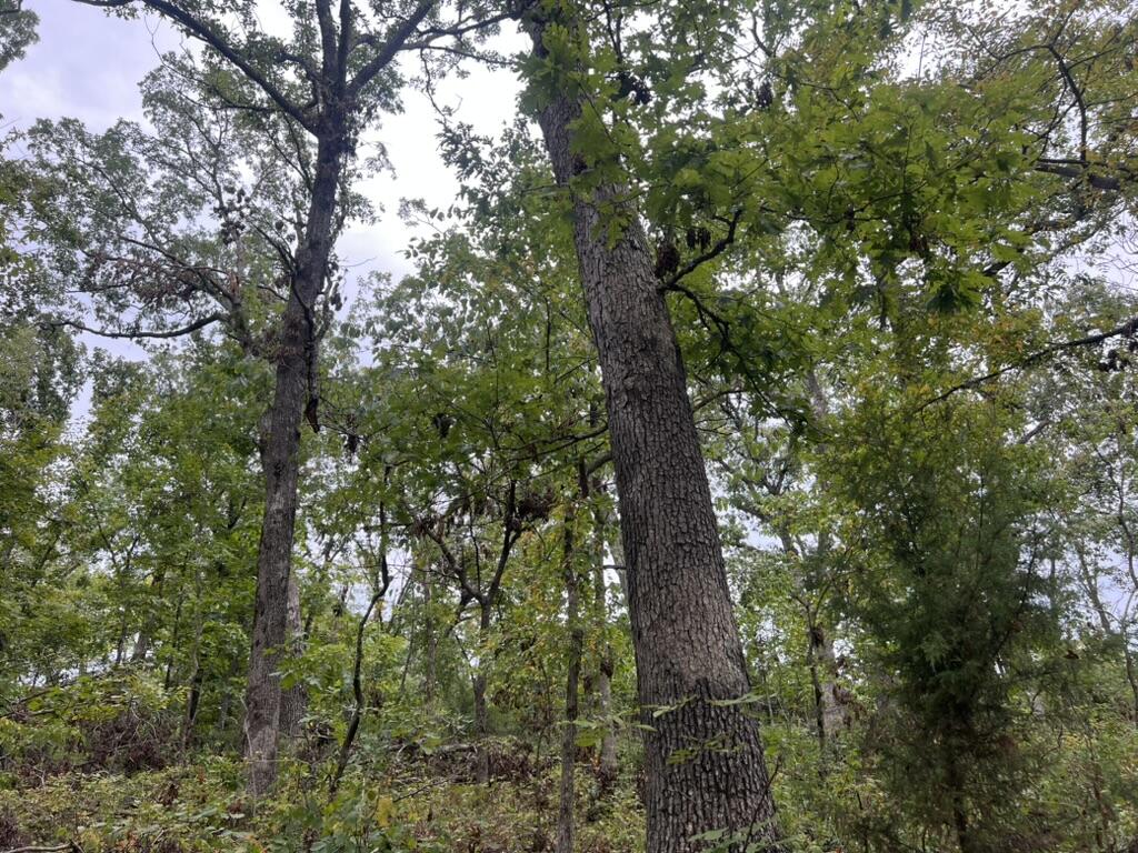 000 Canefield Lane Property Photo 1