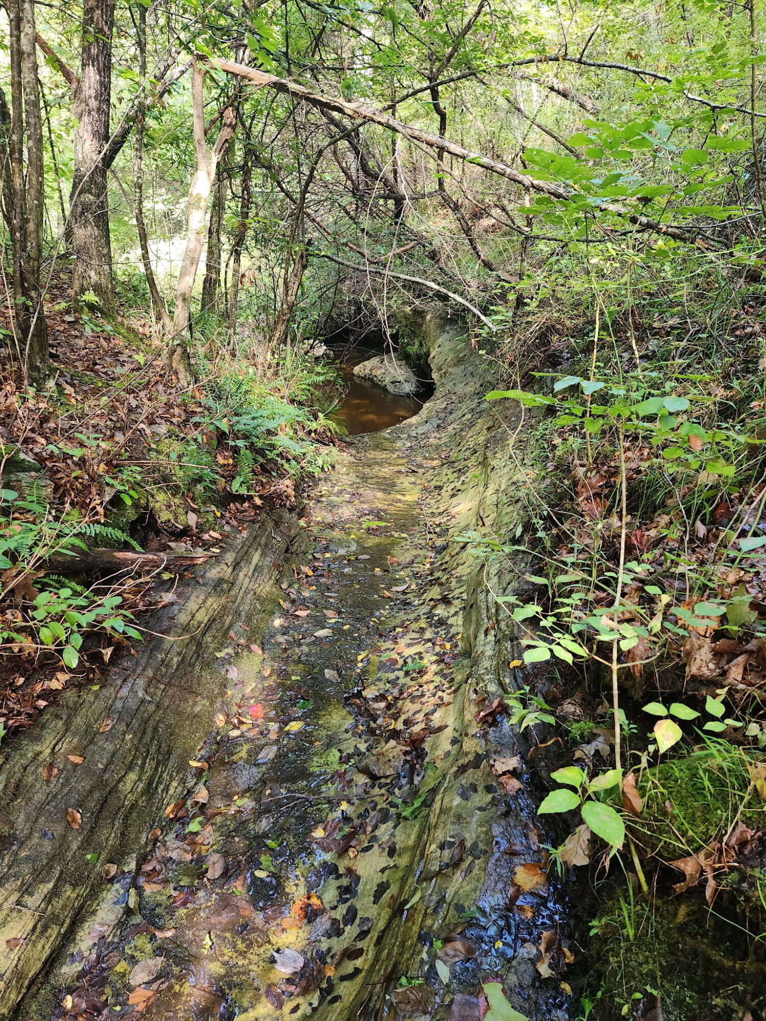 31741 County Road 95-150 Property Photo 51