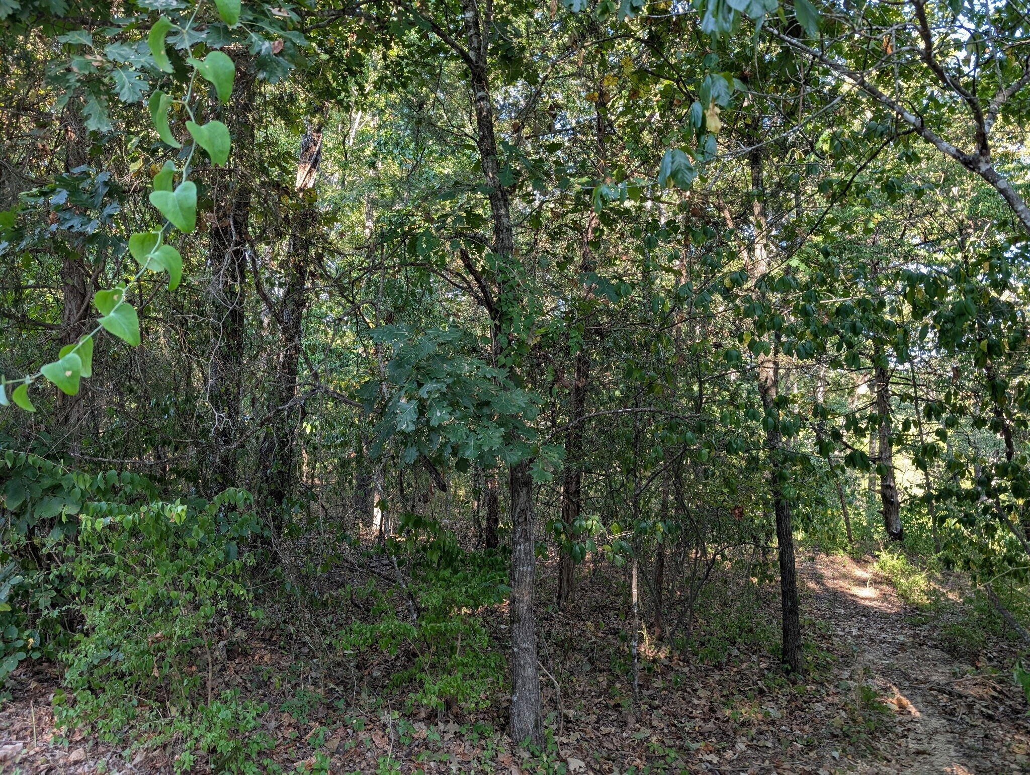 000 Hickory Avenue Property Photo 3