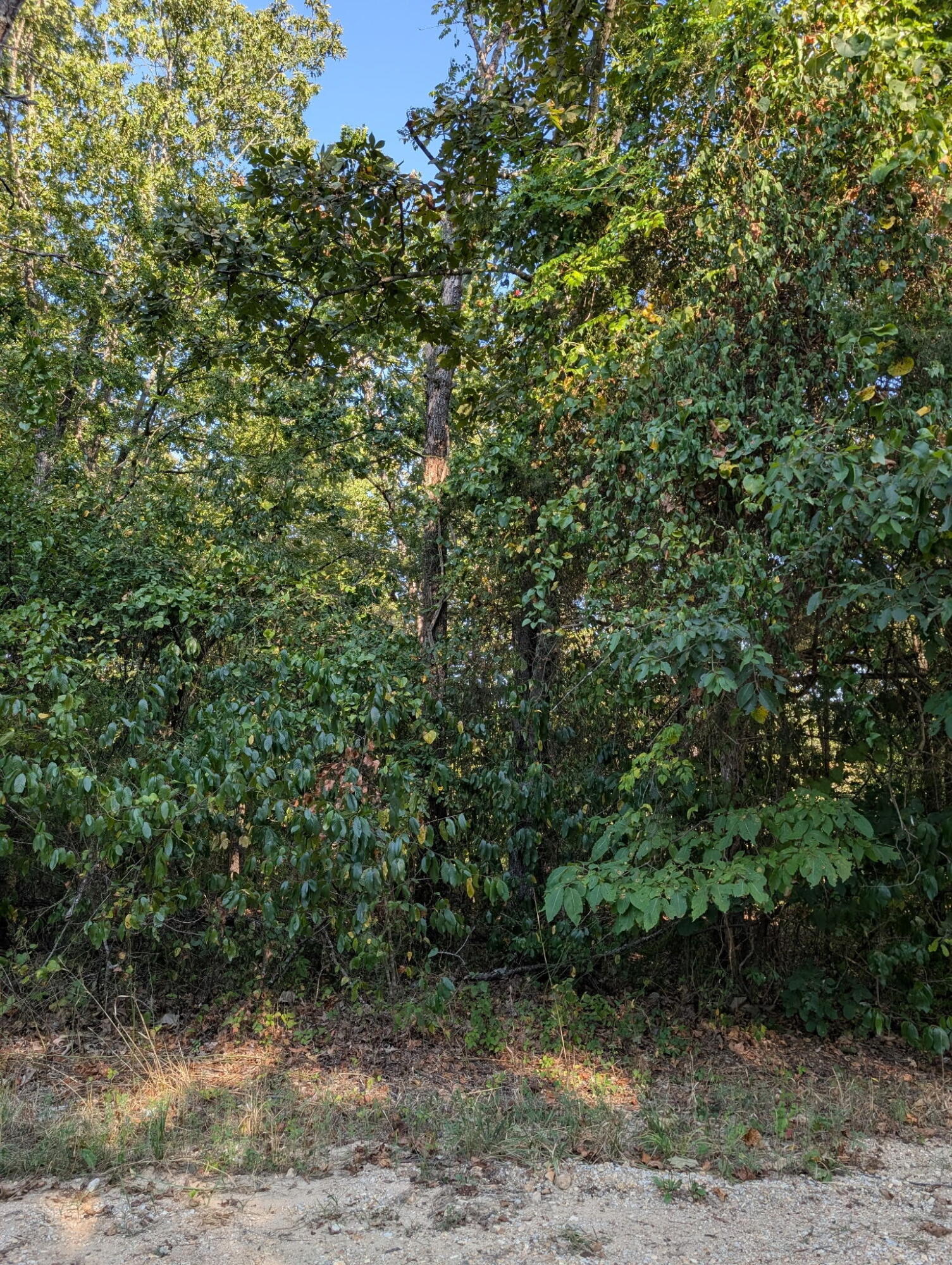 000 Hickory Avenue Property Photo 4