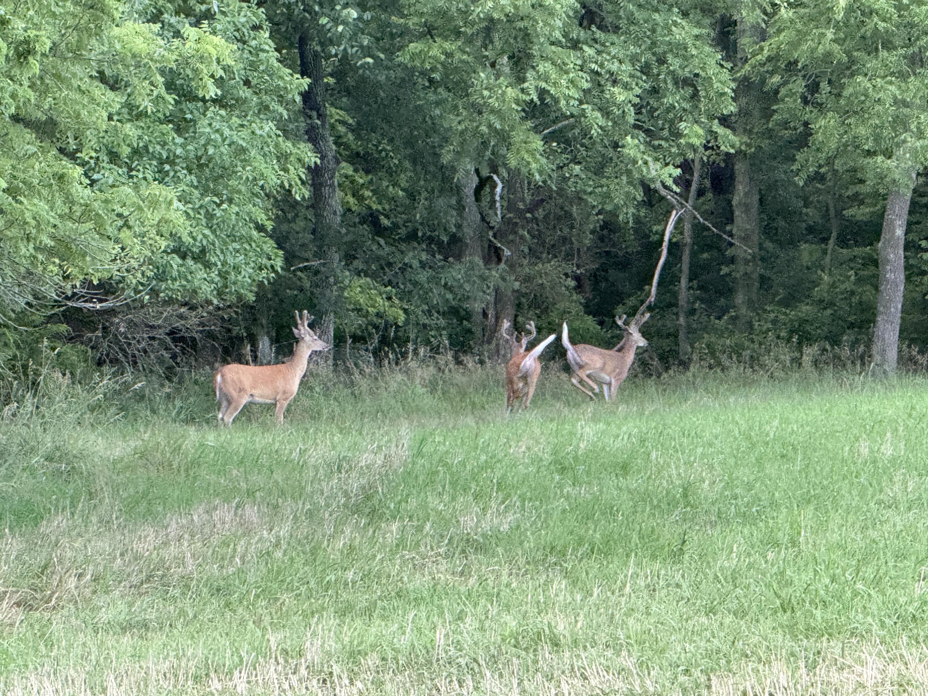 24008 East 205th Street Property Photo 31