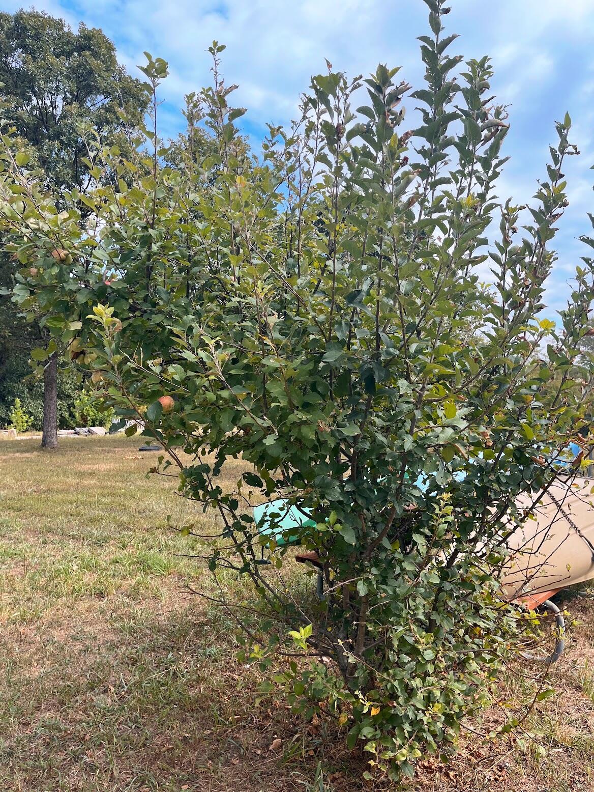 11 Wilderness Trail Property Photo 13