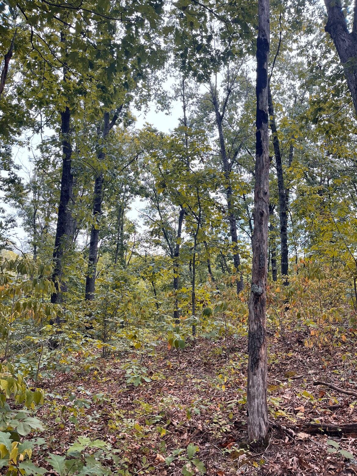 11 Wilderness Trail Property Photo 14