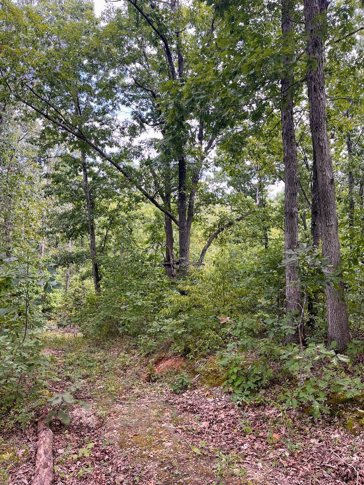 11 Wilderness Trail Property Photo 15