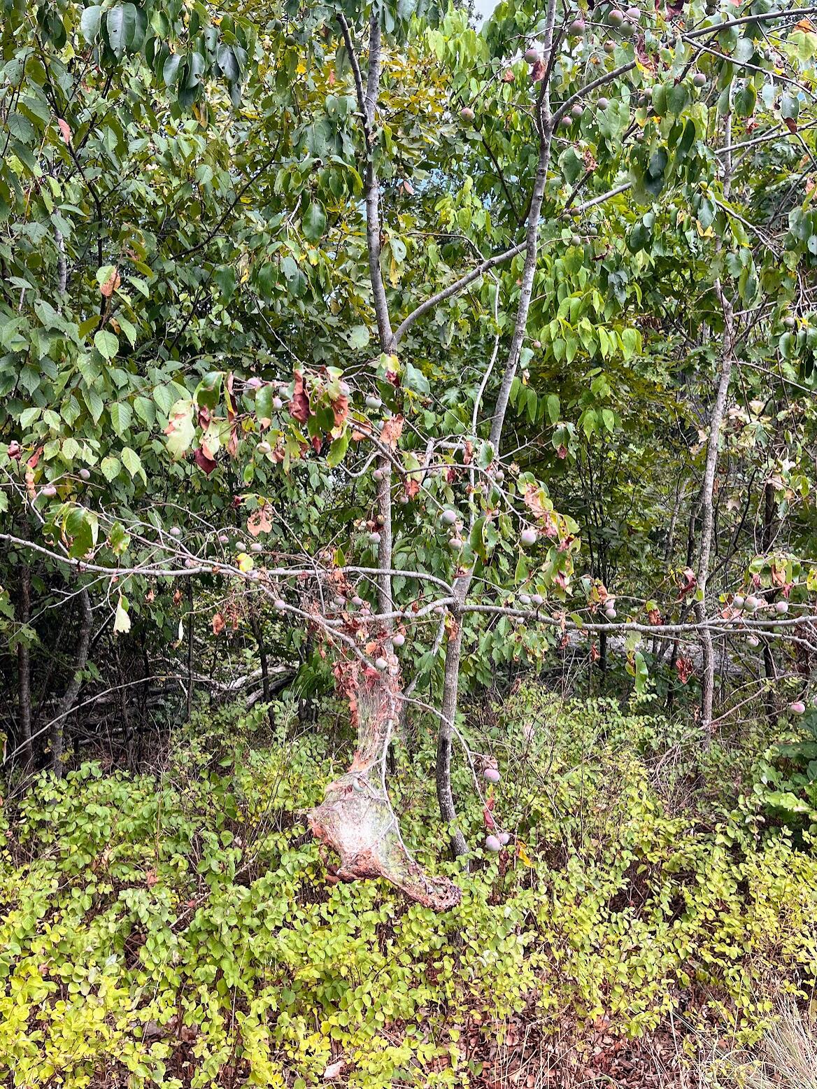 11 Wilderness Trail Property Photo 18