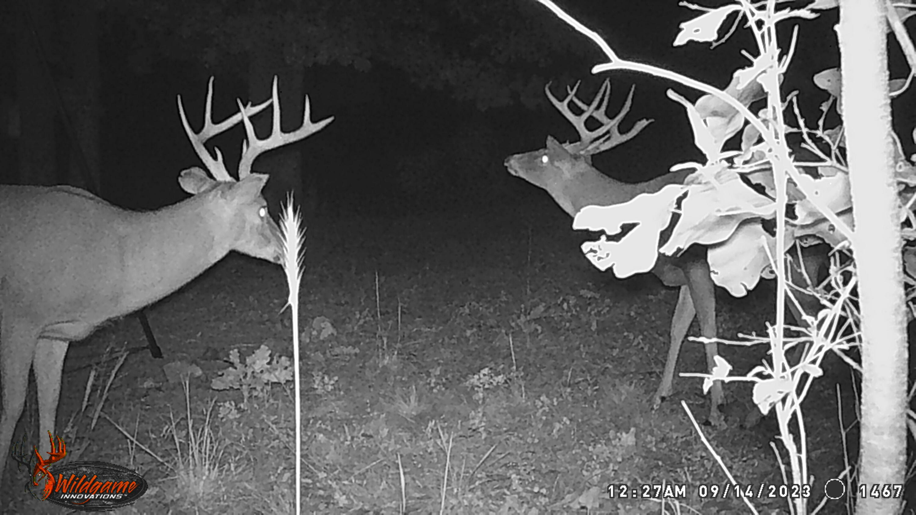 11 Wilderness Trail Property Photo 28