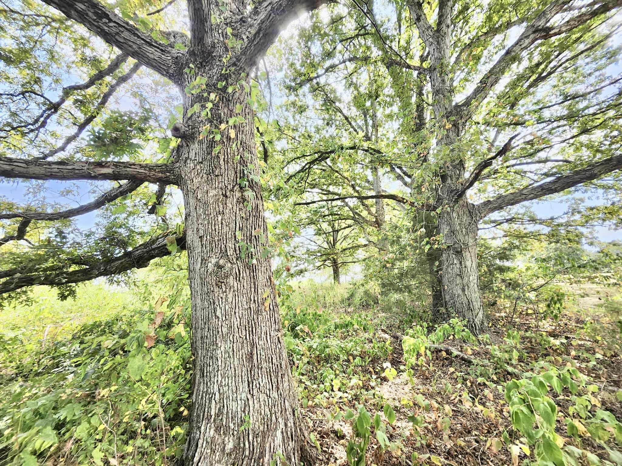 8825 Loring Rd Property Photo 12