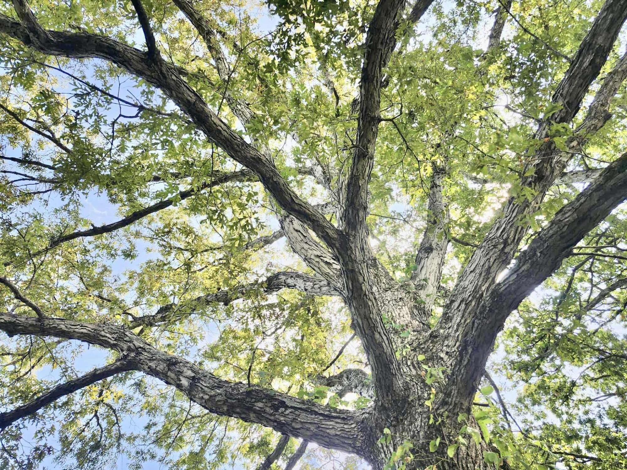 8825 Loring Rd Property Photo 13