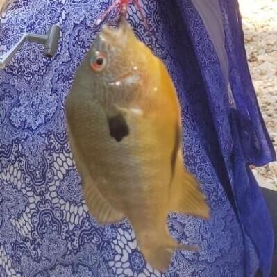 1211 County Road 316 Property Photo 28