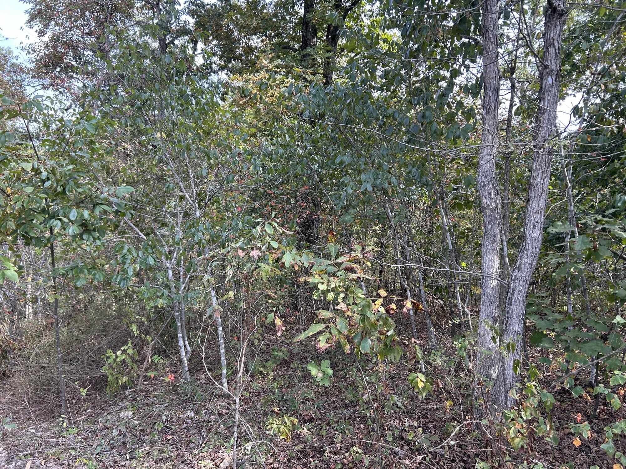 Hc 73 Box 4925 (track 20) Property Photo 15