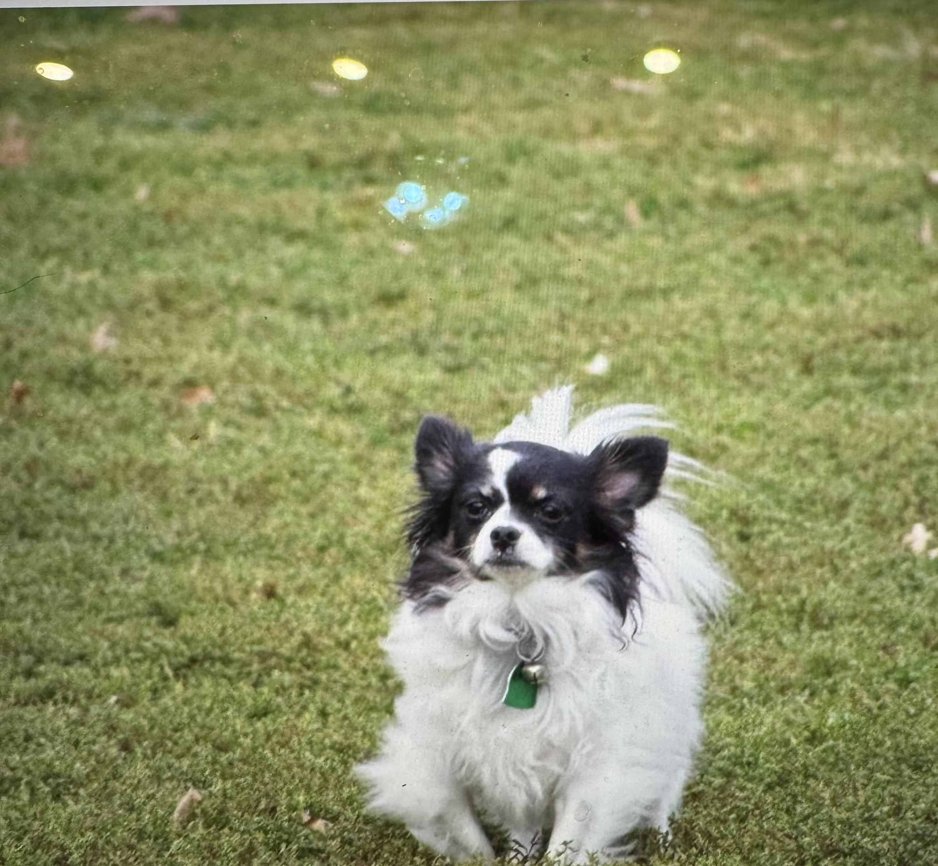 1642 West Inman Road Property Photo 39