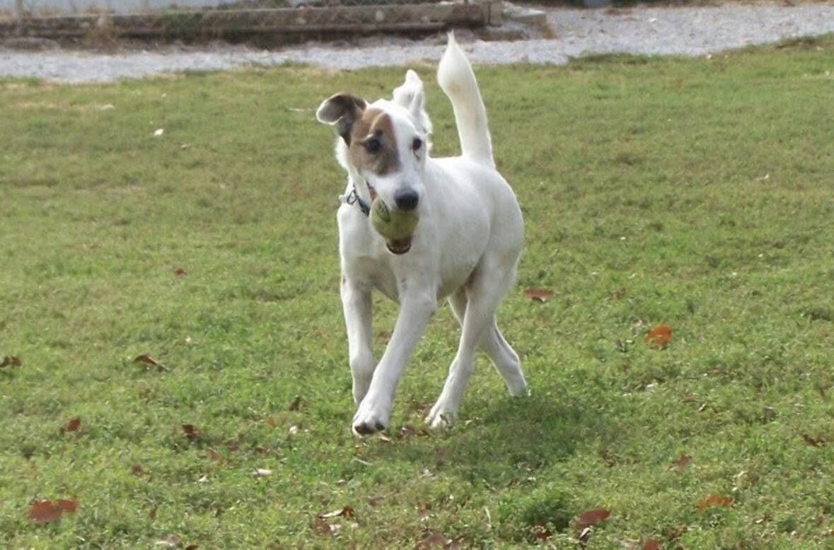 1642 West Inman Road Property Photo 53