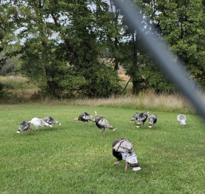 1642 West Inman Road Property Photo 58