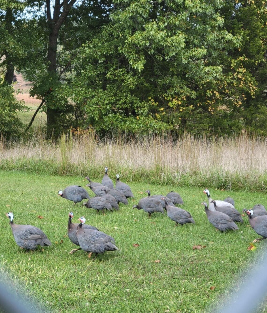 1642 West Inman Road Property Photo 59