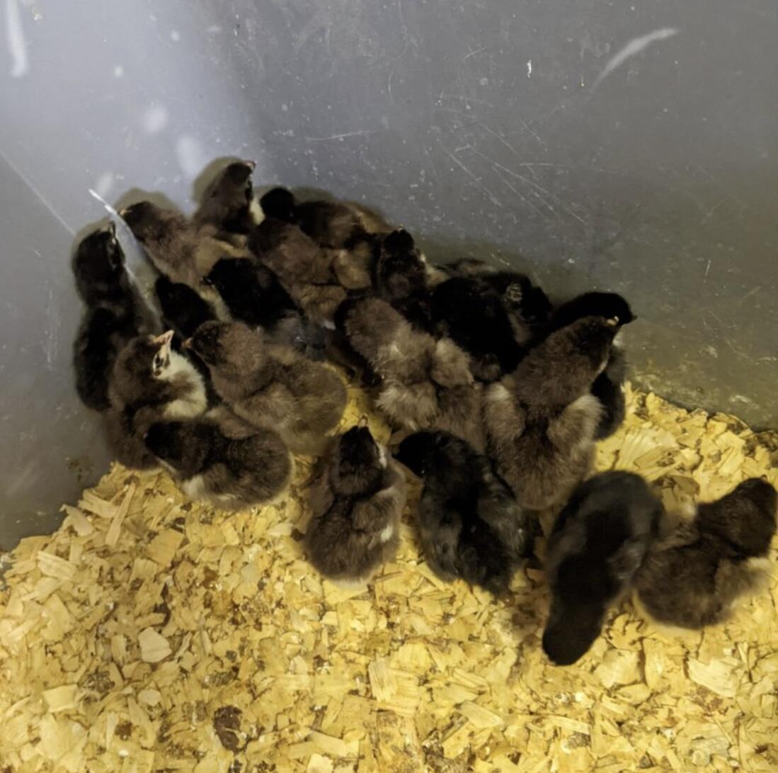 1642 West Inman Road Property Photo 62