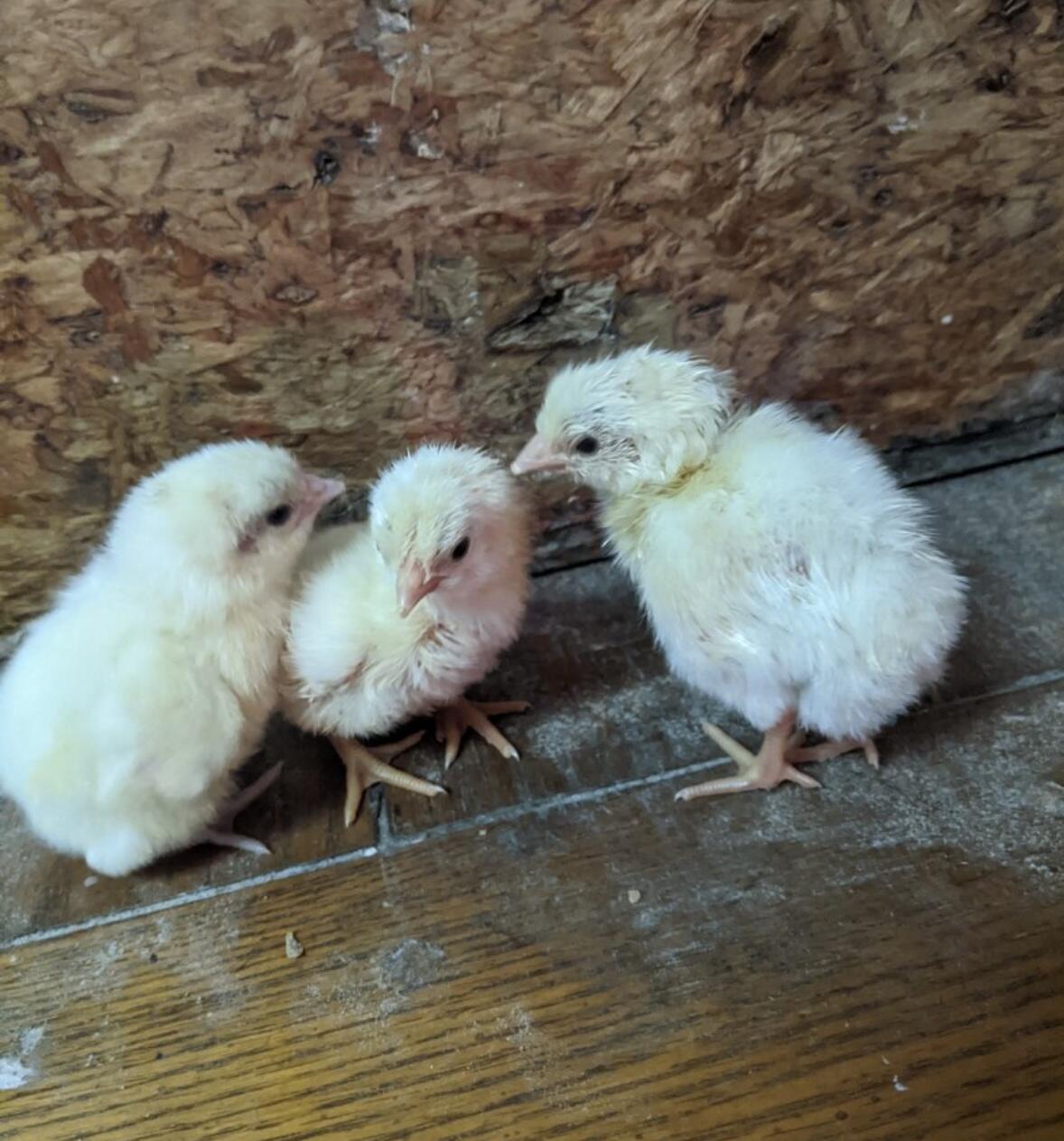 1642 West Inman Road Property Photo 66