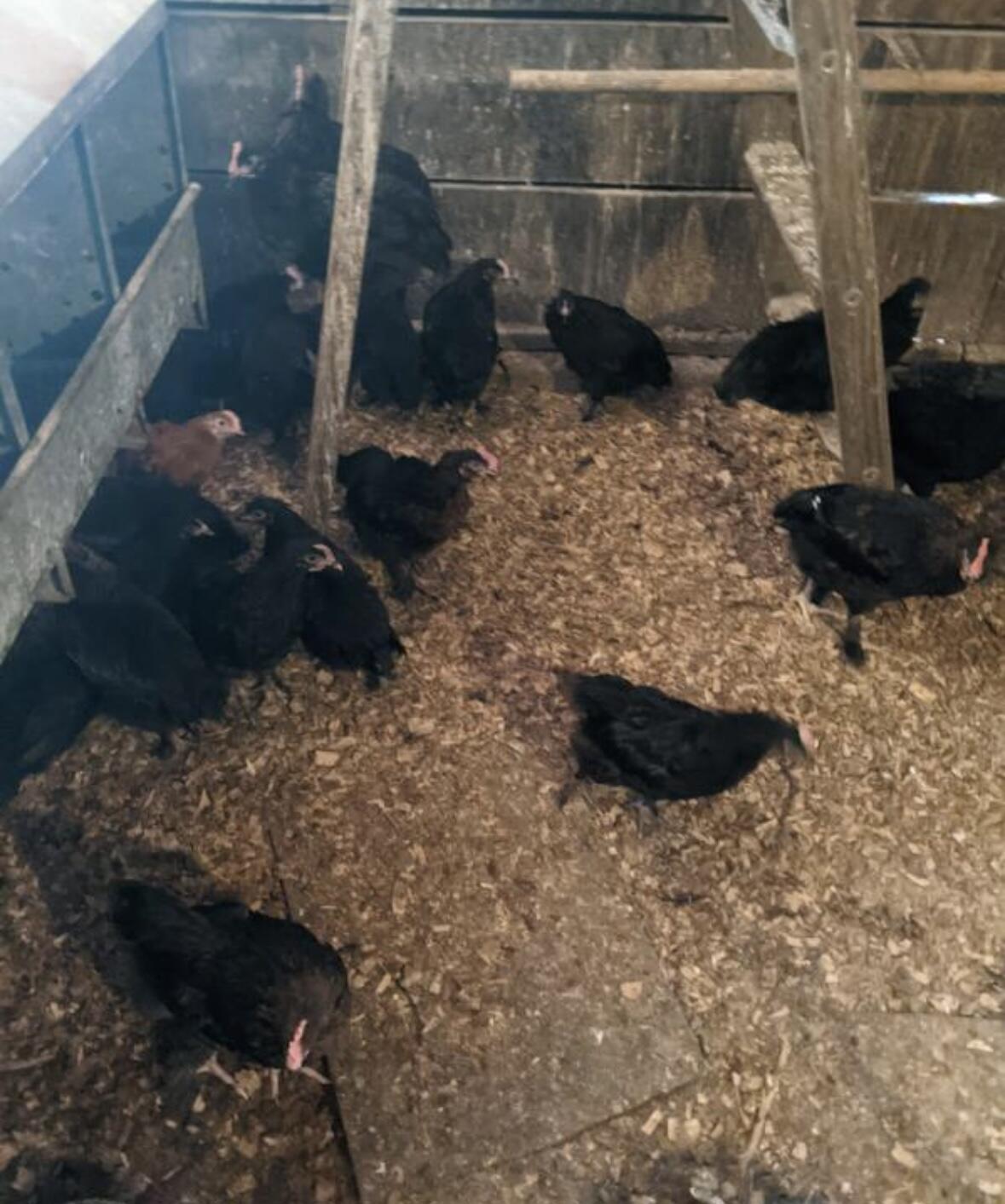 1642 West Inman Road Property Photo 67