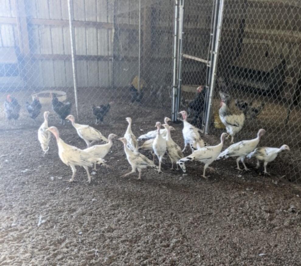 1642 West Inman Road Property Photo 77