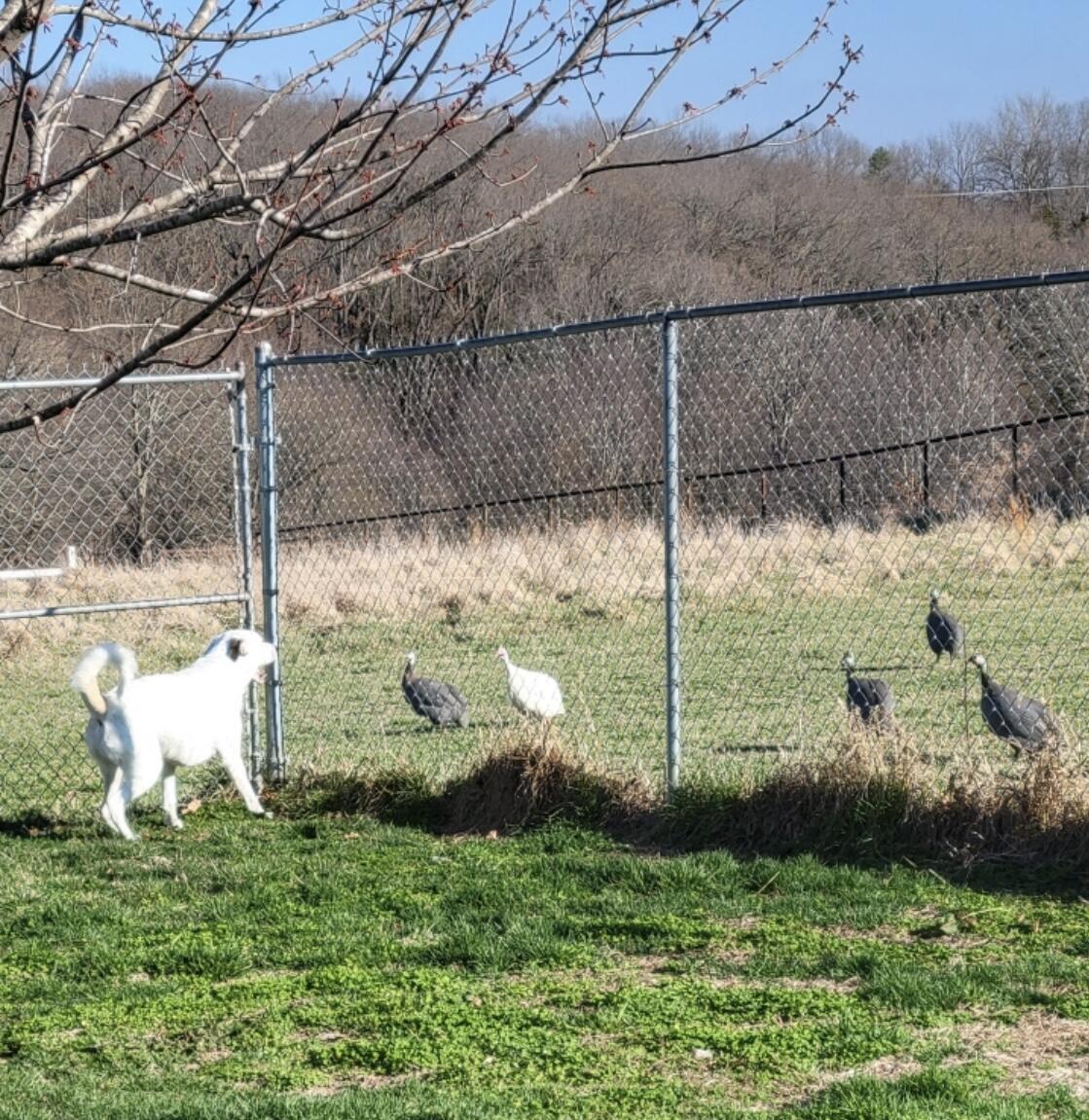 1642 West Inman Road Property Photo 80