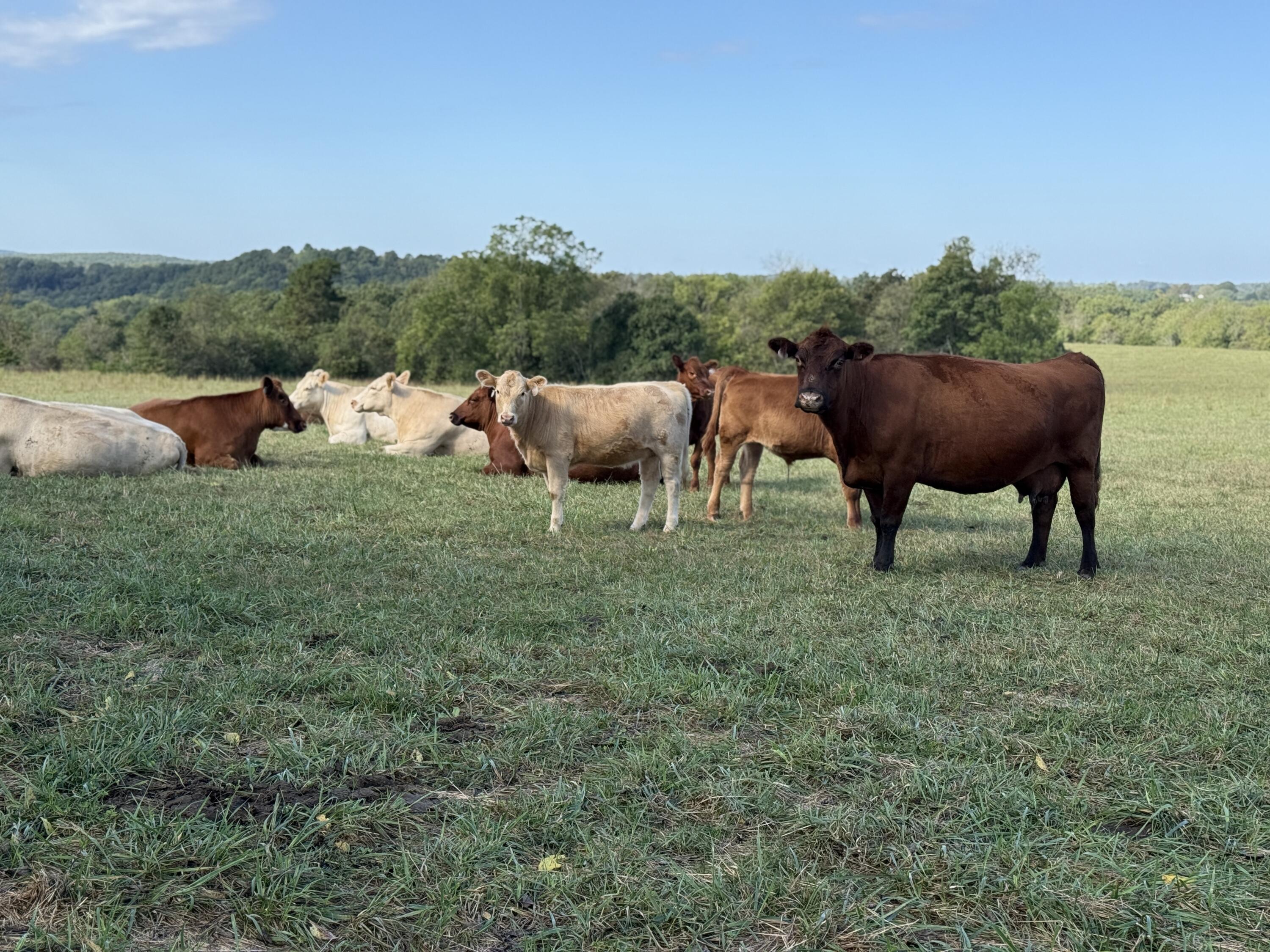 Rr 63 Box 680 Property Photo 4