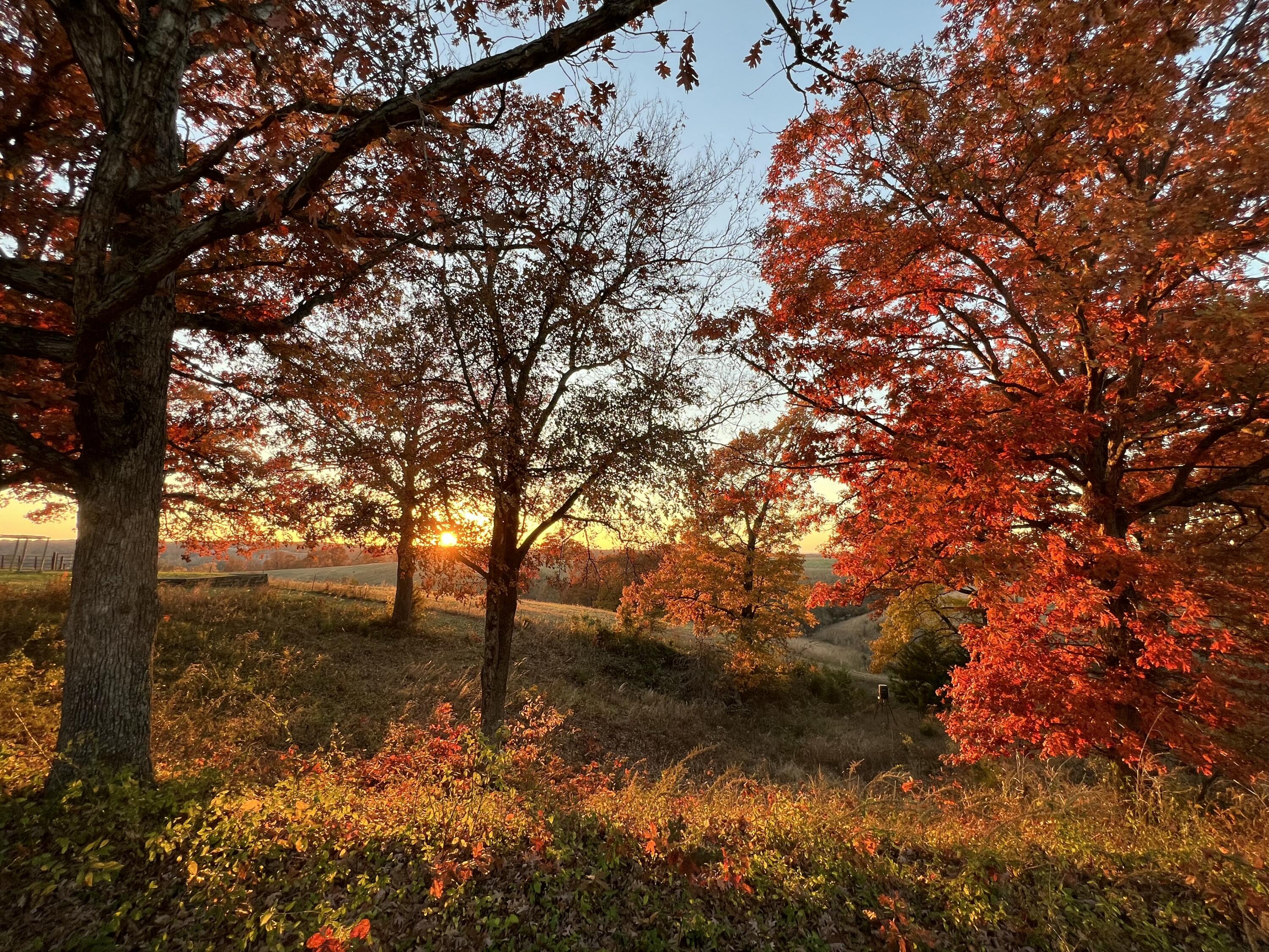 2024 Dogwood Tree Road Property Photo 89