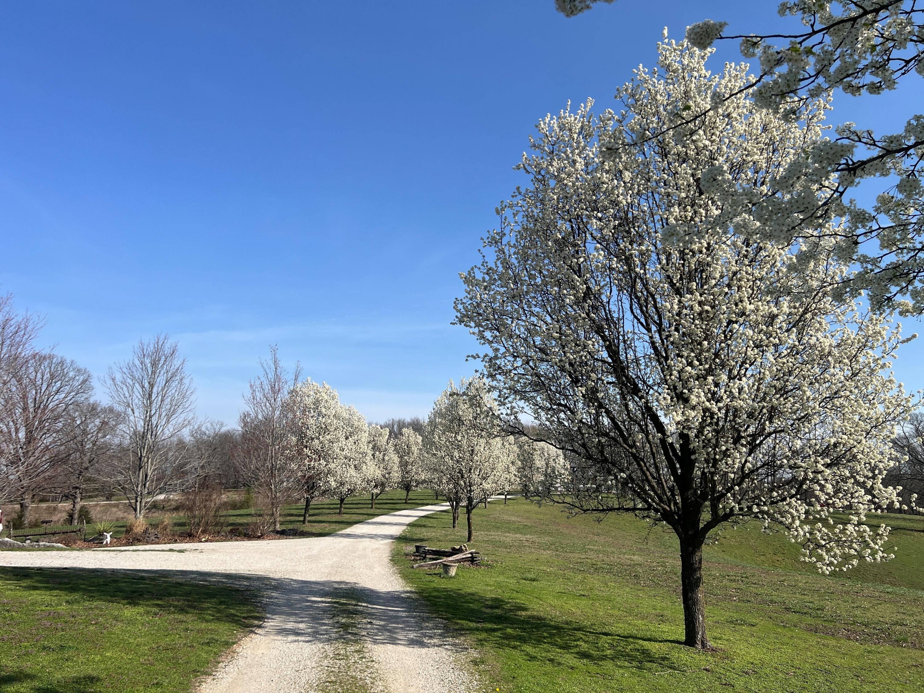 2024 Dogwood Tree Road Property Photo 91
