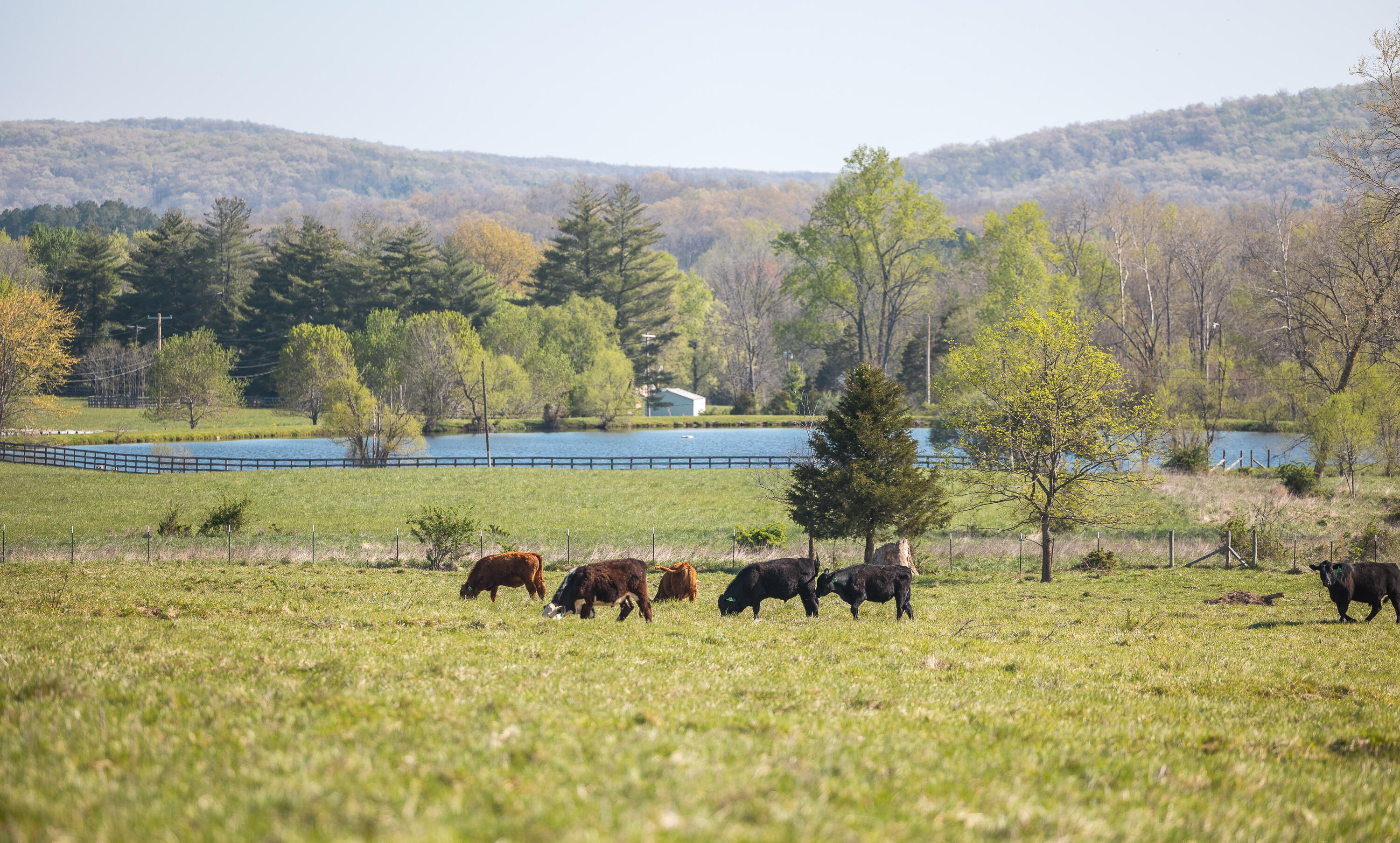 260 Kentucky Derby Lane Property Photo 16