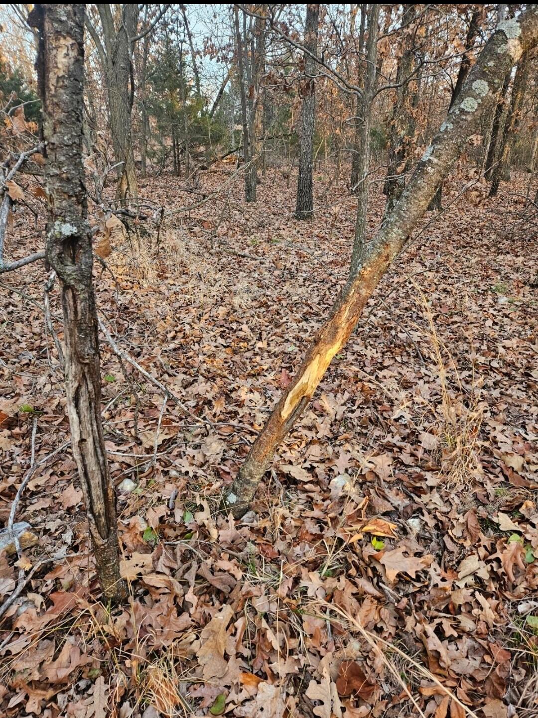 Tract 4 Styles Road Property Photo 36