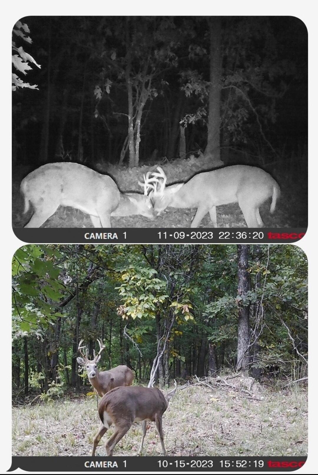 Tract 13 Styles Road Property Photo 38