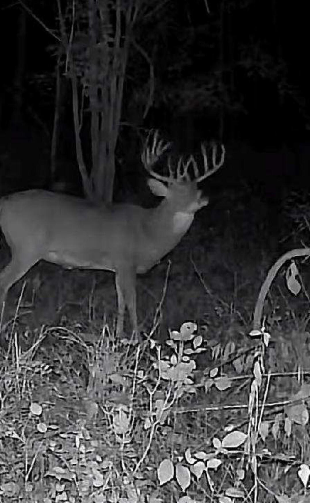 Tract 13 Styles Road Property Photo 40