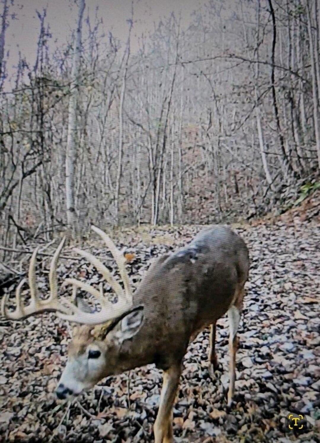 Tract 13 Styles Road Property Photo 41