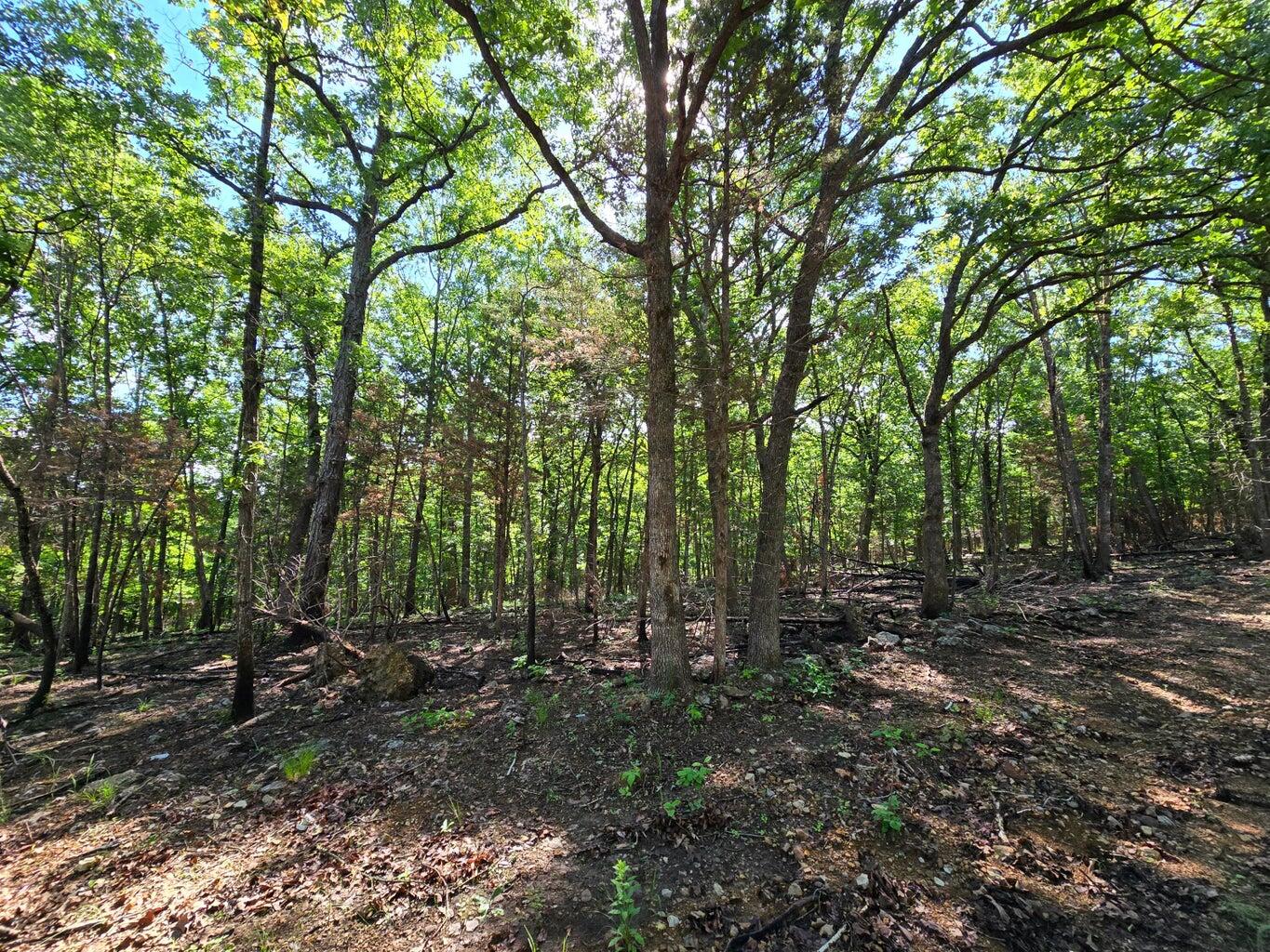 11111 Tall Oaks Property Photo 4