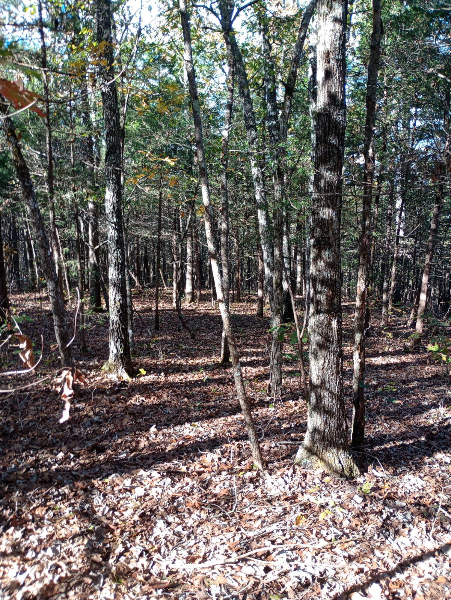 1805 County Road 837- Tract A Property Photo 5