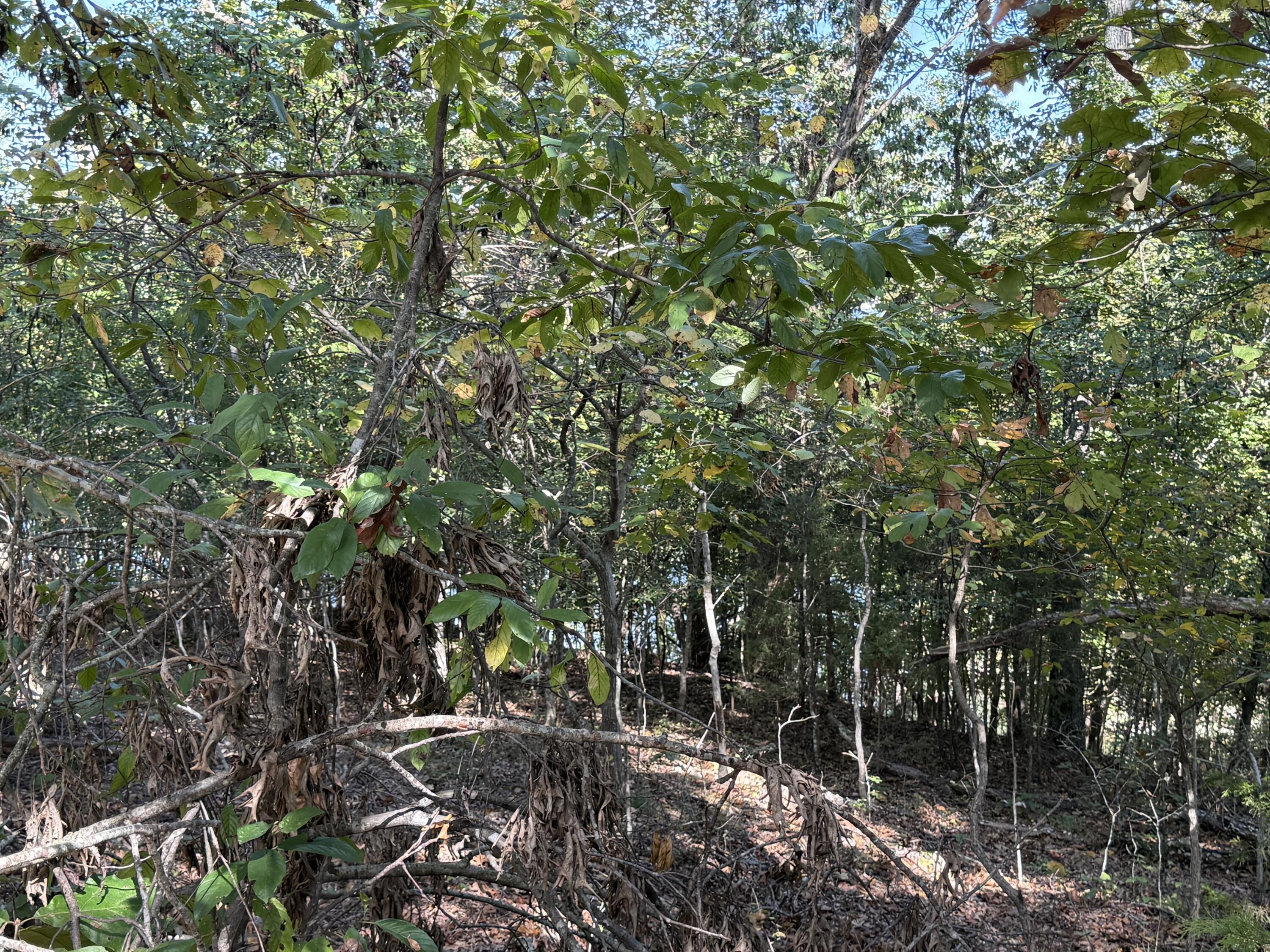 000 Farm Road 1263 Property Photo 9